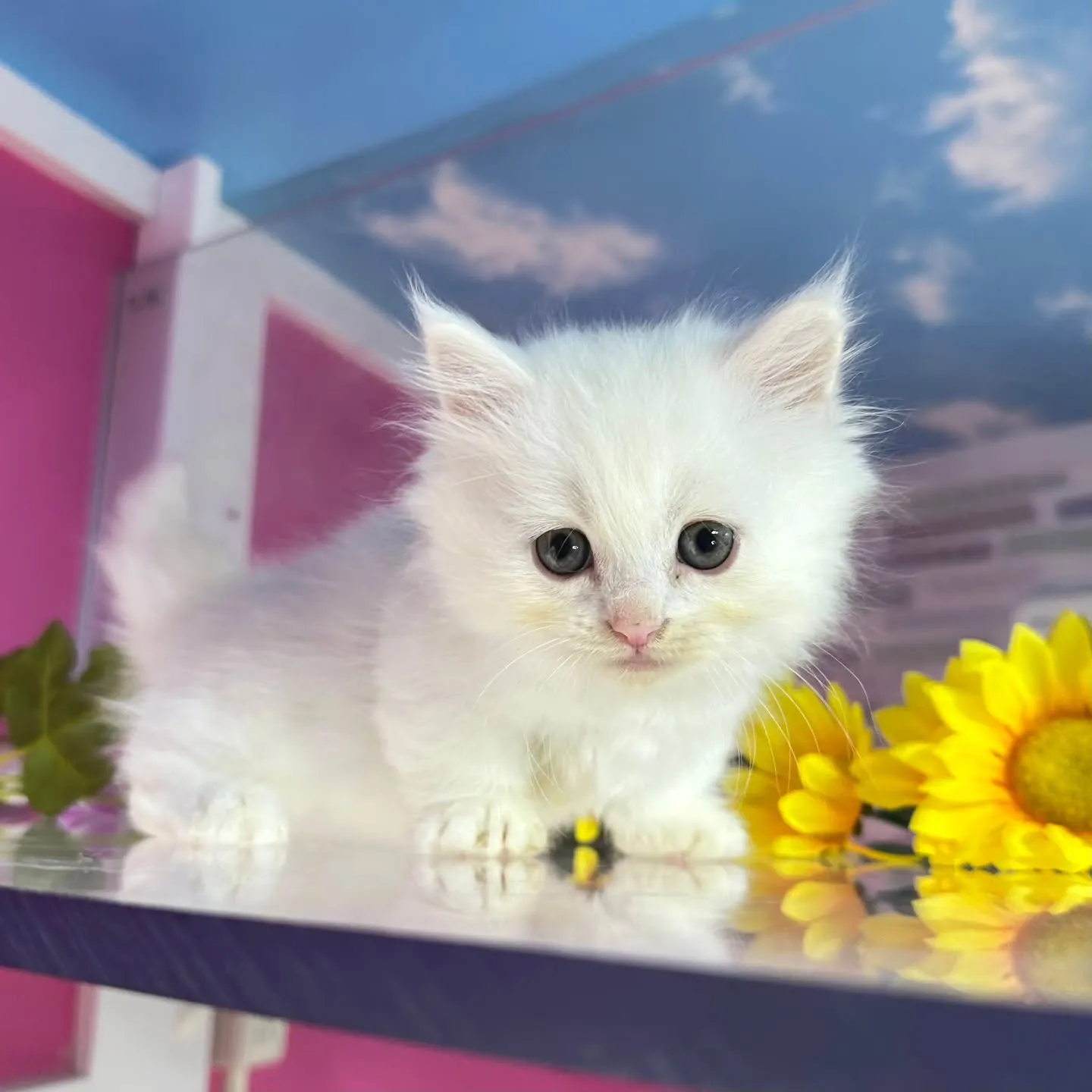 全力で遊ぶにゃ🐱❤️