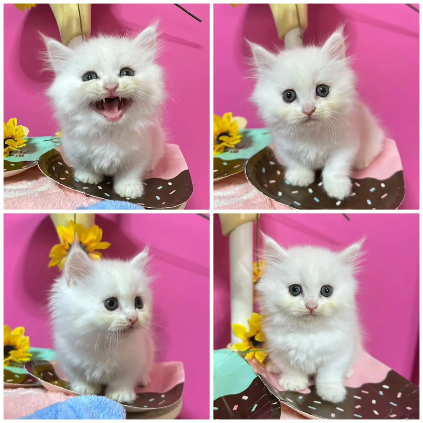 全力で遊ぶにゃ🐱❤️