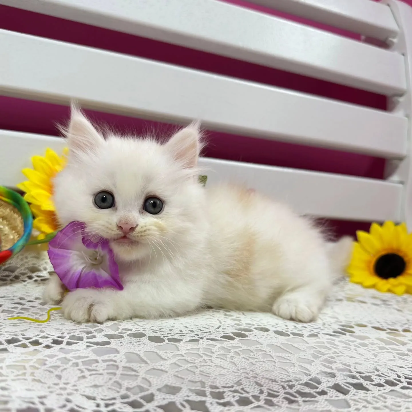 全力で遊ぶにゃ🐱❤️