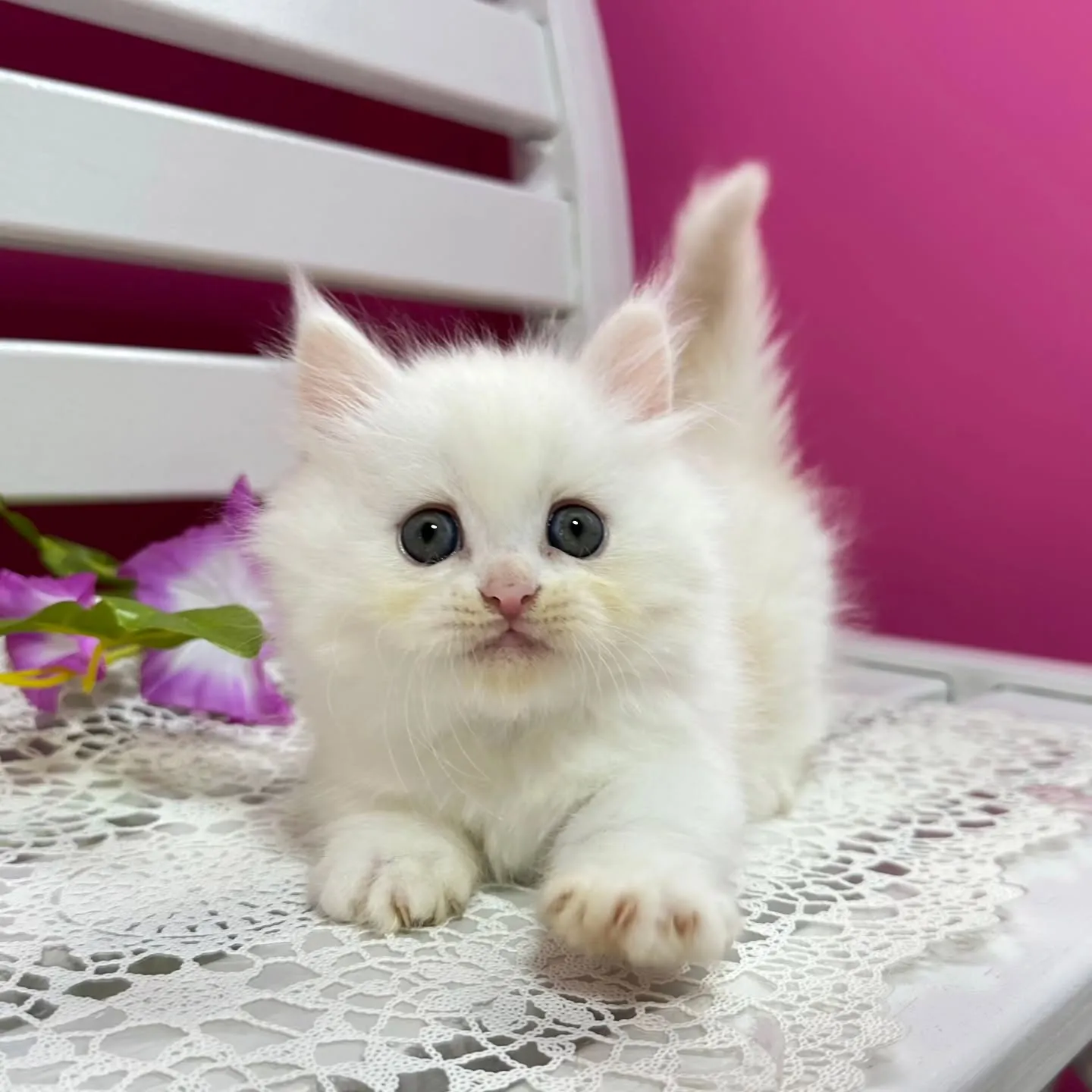 全力で遊ぶにゃ🐱❤️