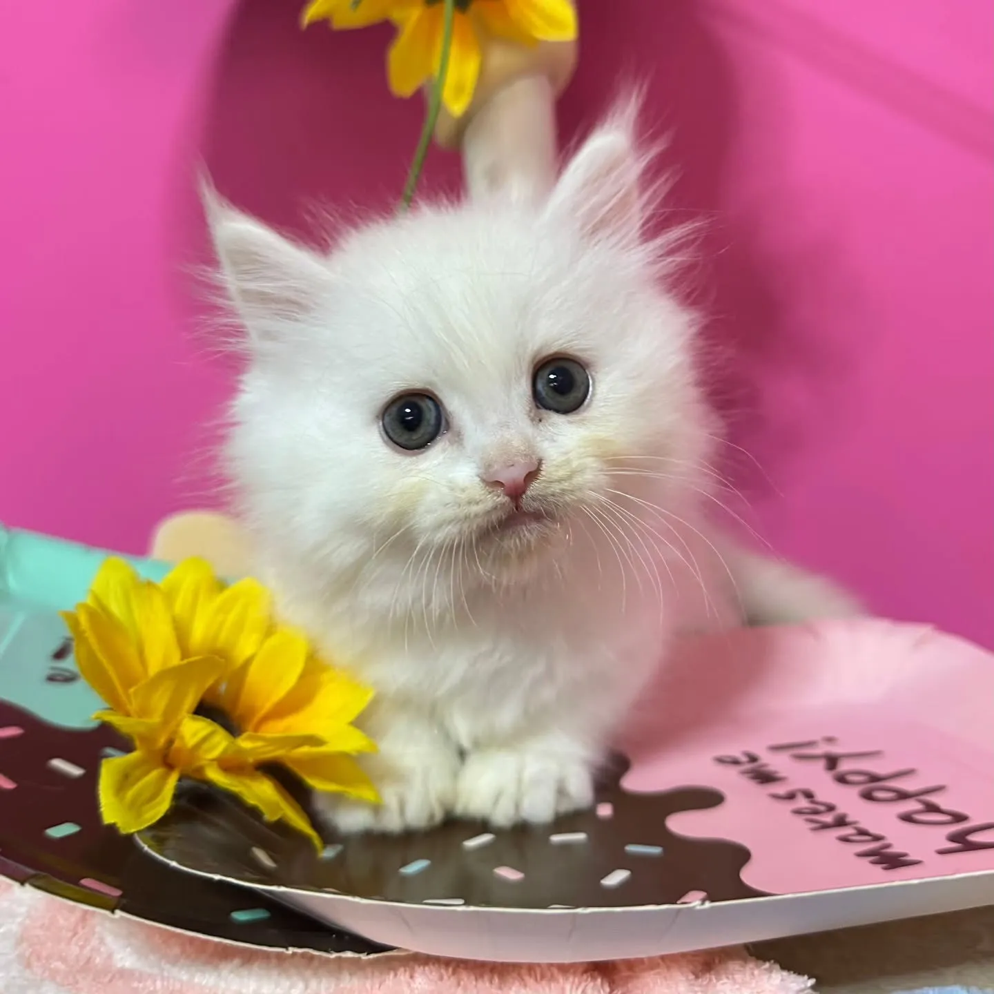 全力で遊ぶにゃ🐱❤️