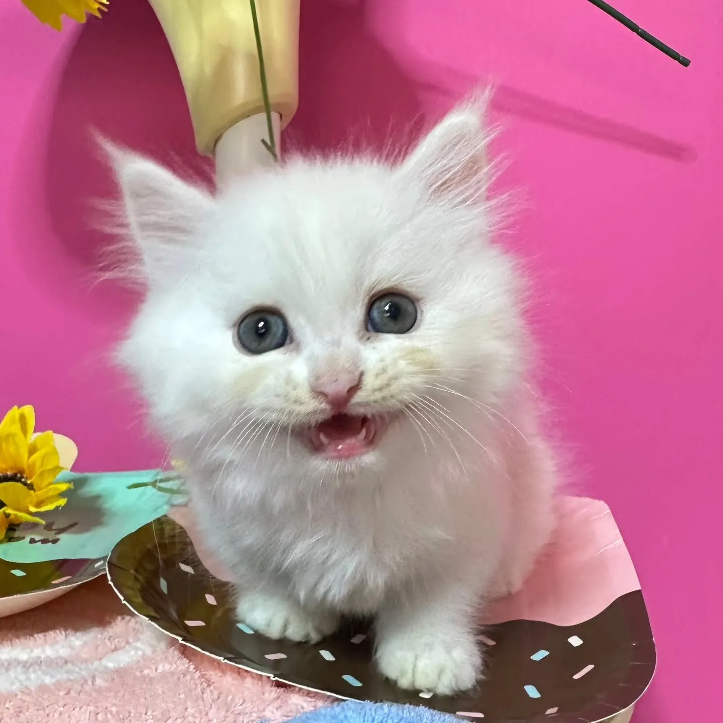 全力で遊ぶにゃ🐱❤️