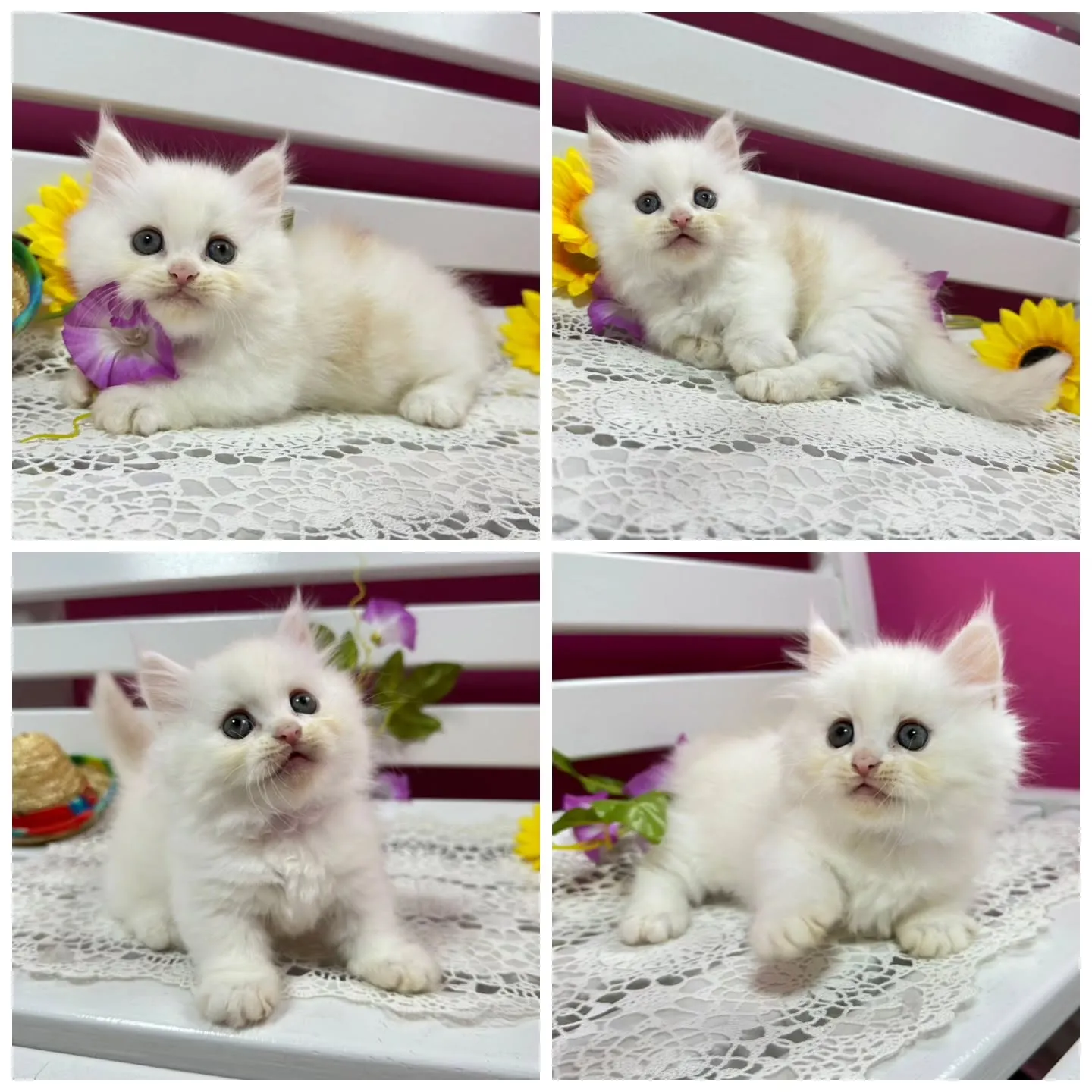 全力で遊ぶにゃ🐱❤️
