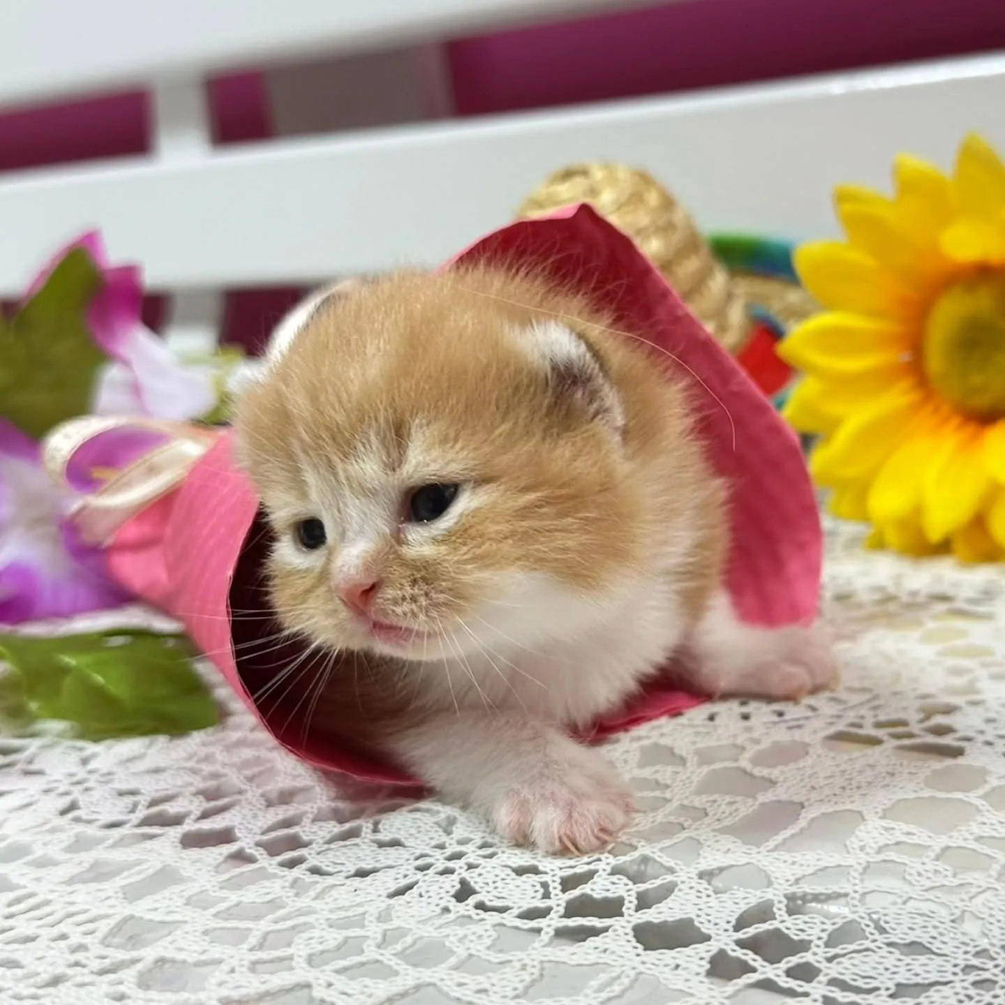 ミヌエットBaby ❤️可愛い子達生まれてます💕