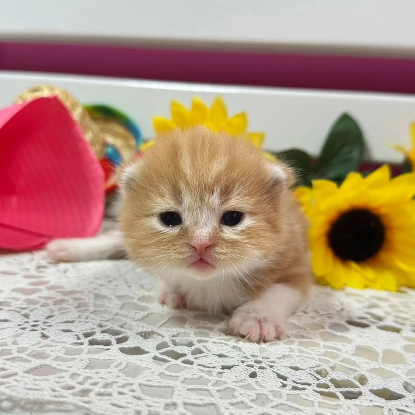 ミヌエットBaby ❤️可愛い子達生まれてます💕