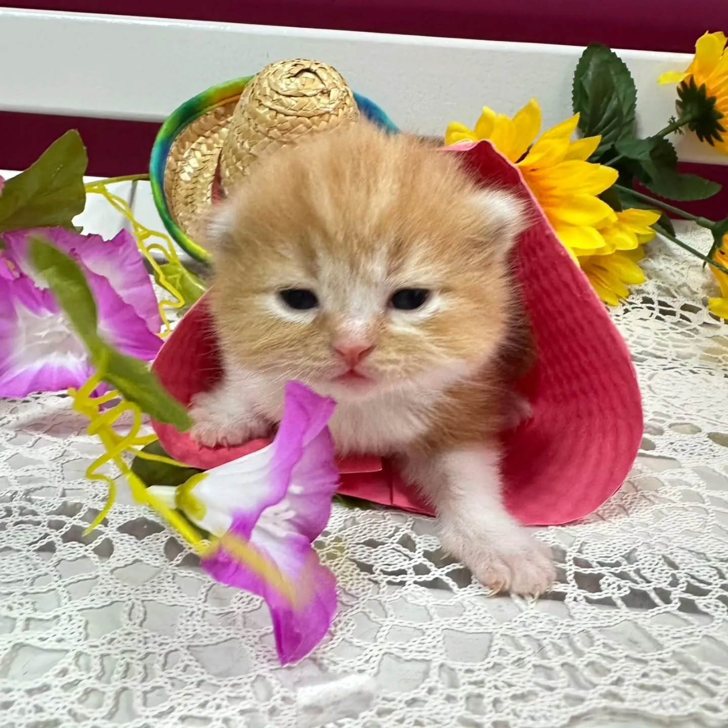 ミヌエットBaby ❤️可愛い子達生まれてます💕