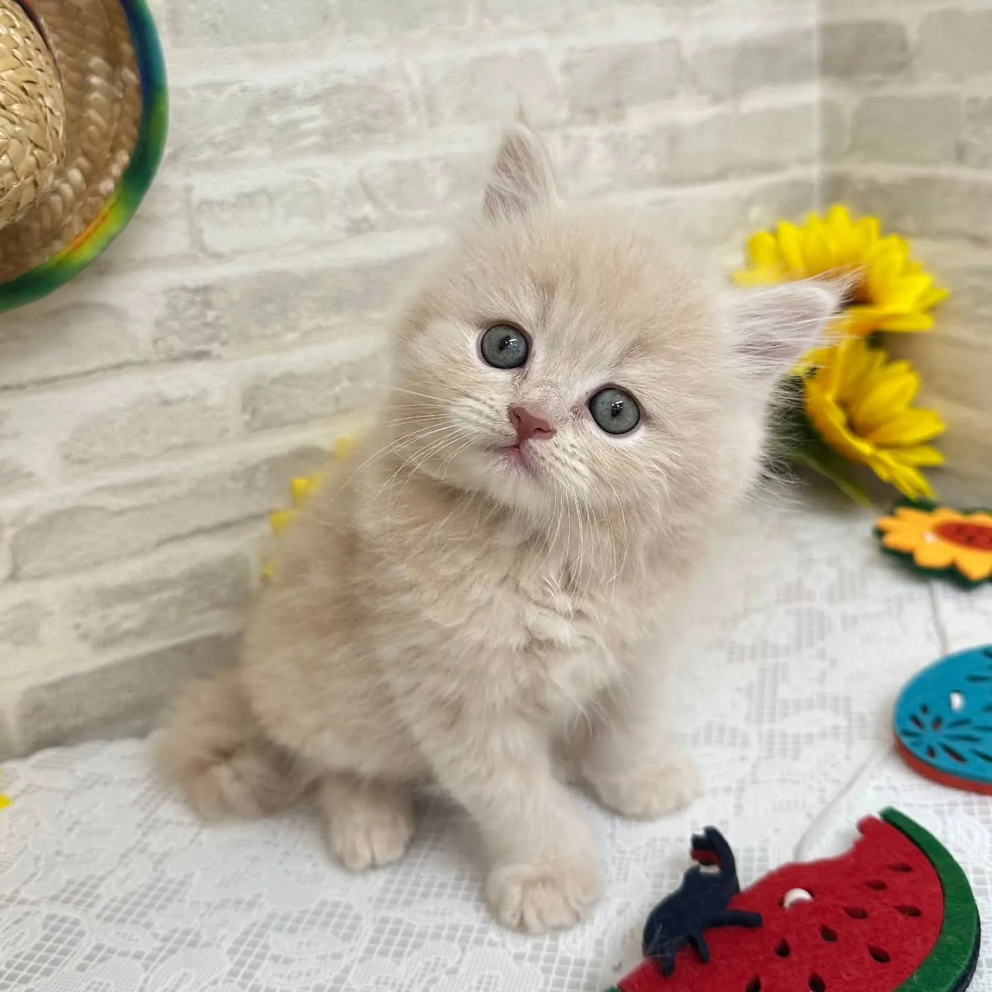 本日ご紹介のミヌエットちゃんです🐱❤️