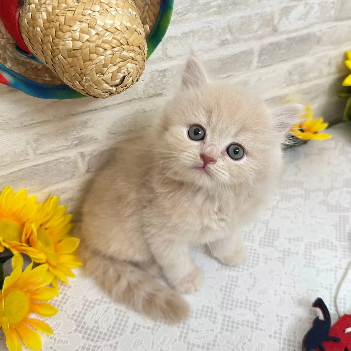 本日ご紹介のミヌエットちゃんです🐱❤️