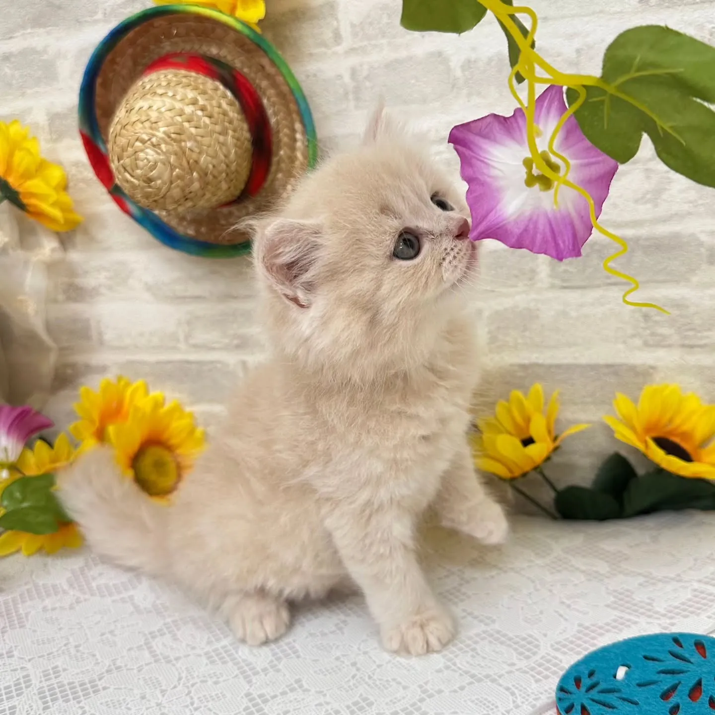 本日ご紹介のミヌエットちゃんです🐱❤️