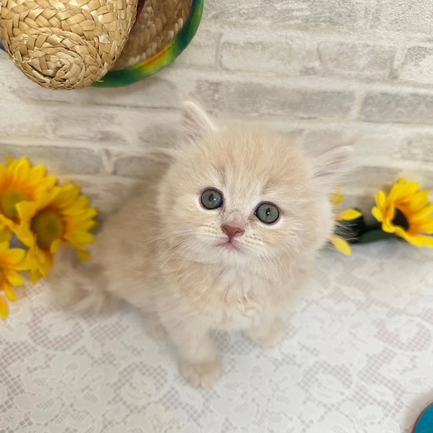 本日ご紹介のミヌエットちゃんです🐱❤️