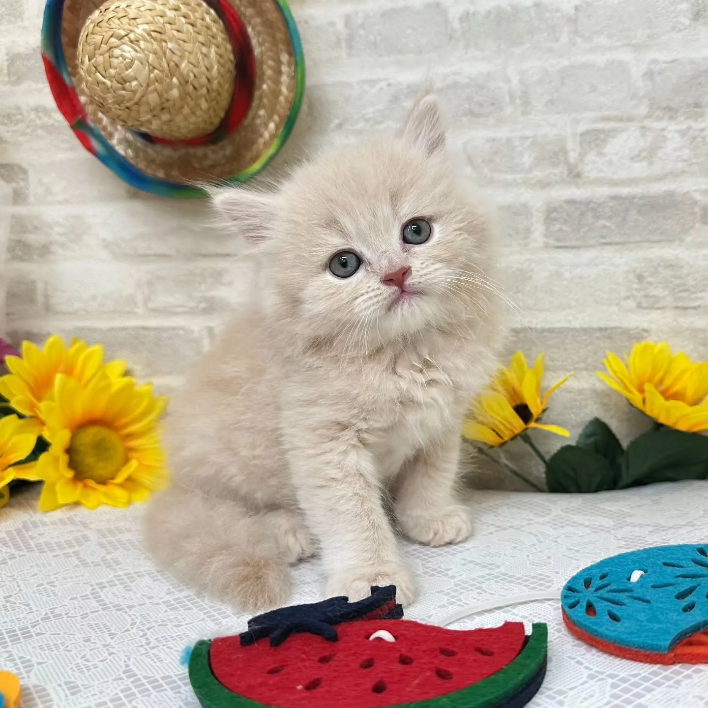本日ご紹介のミヌエットちゃんです🐱❤️