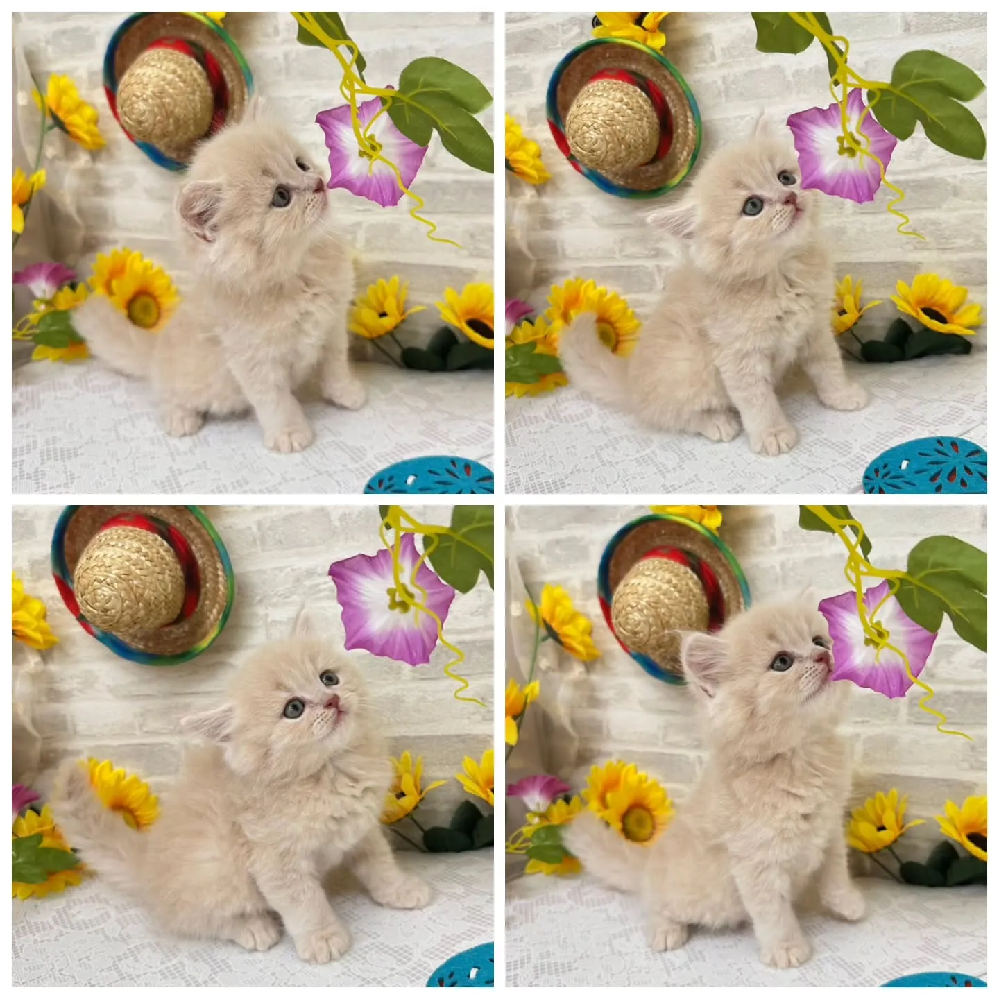 本日ご紹介のミヌエットちゃんです🐱❤️