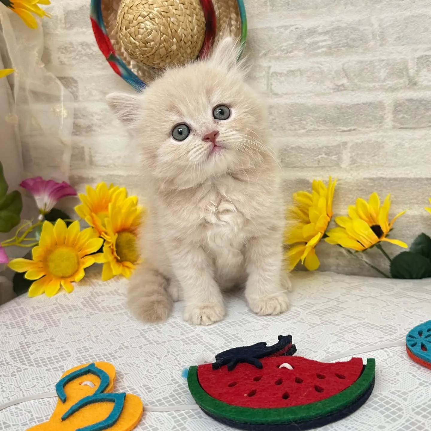 本日ご紹介のミヌエットちゃんです🐱❤️