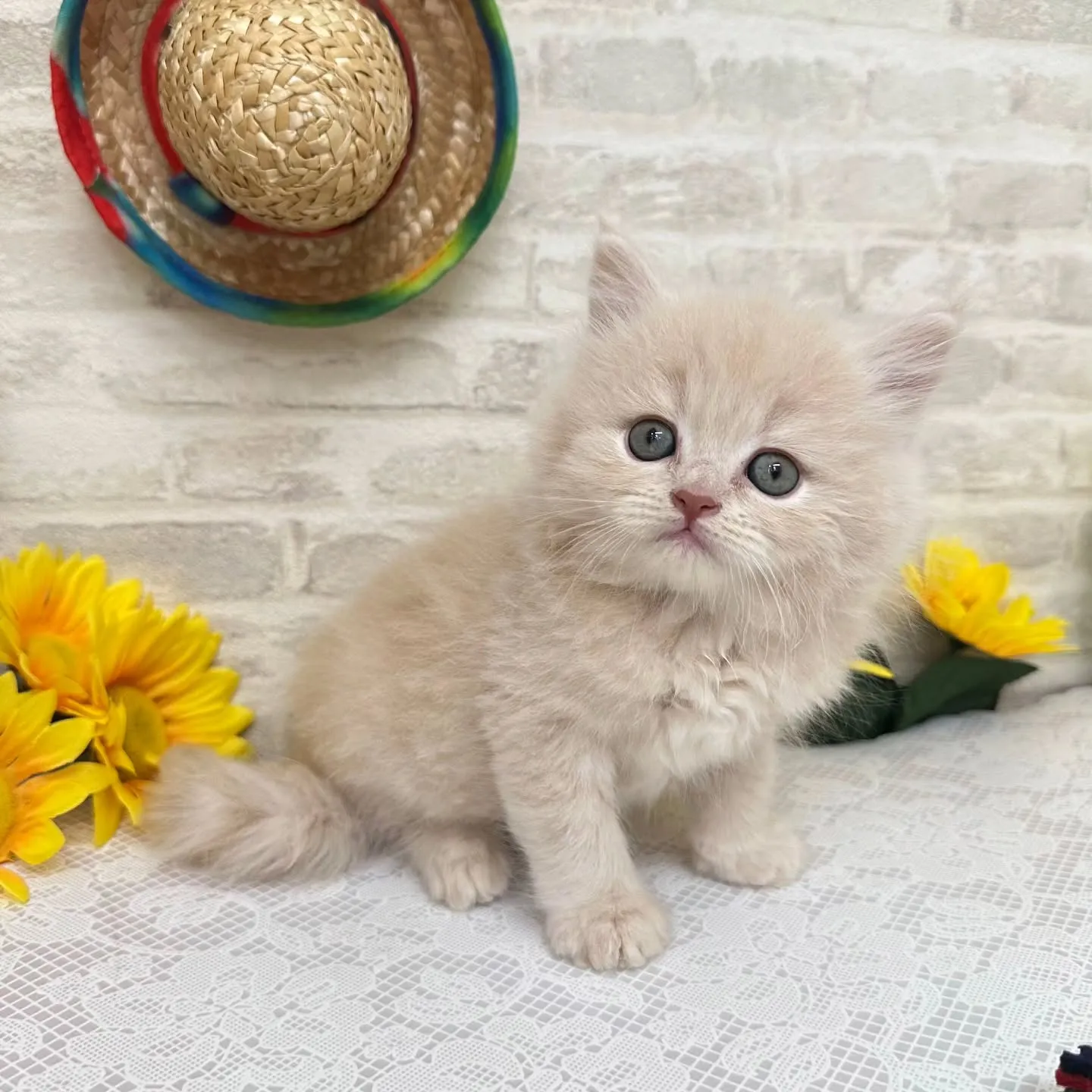 本日ご紹介のミヌエットちゃんです🐱❤️