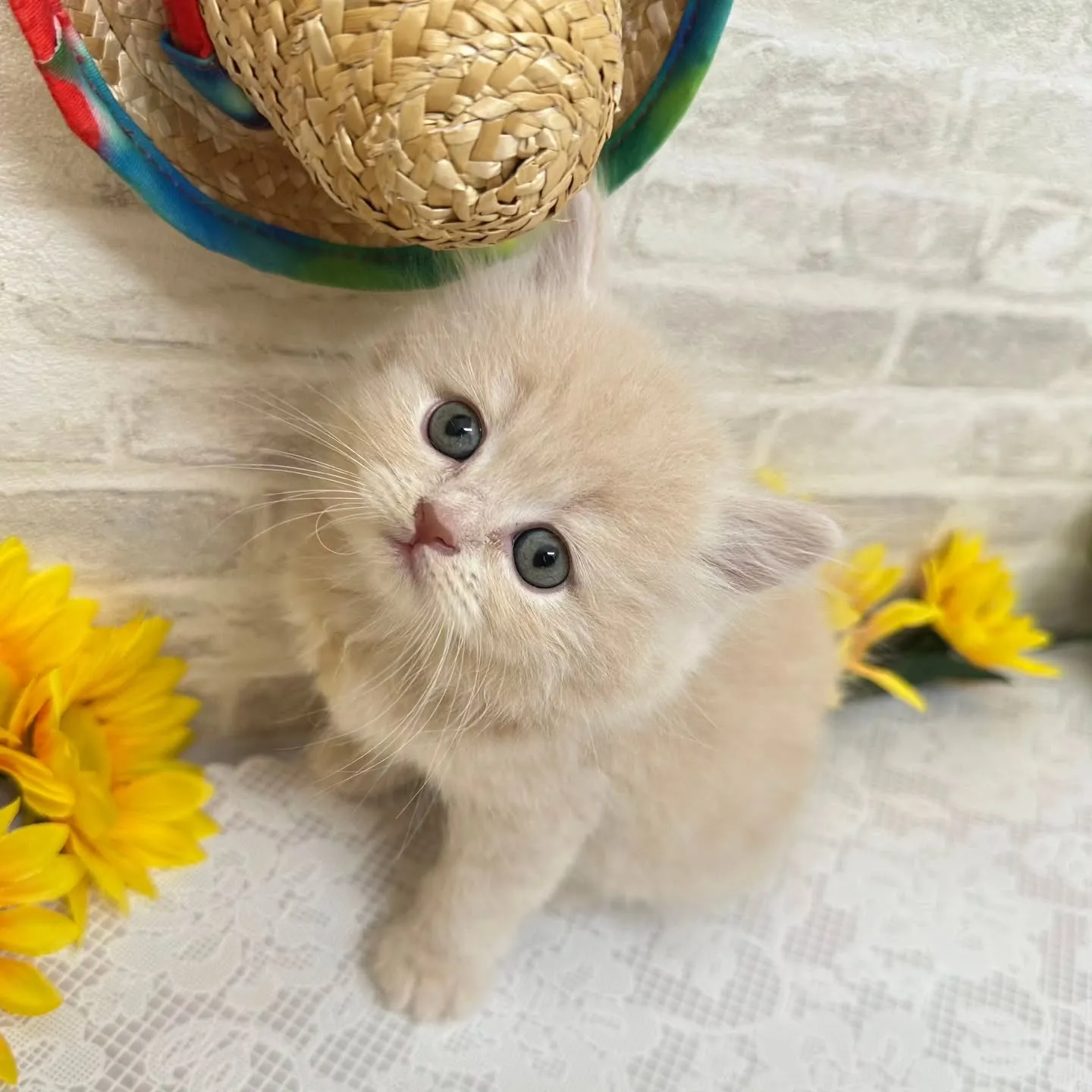 本日ご紹介のミヌエットちゃんです🐱❤️