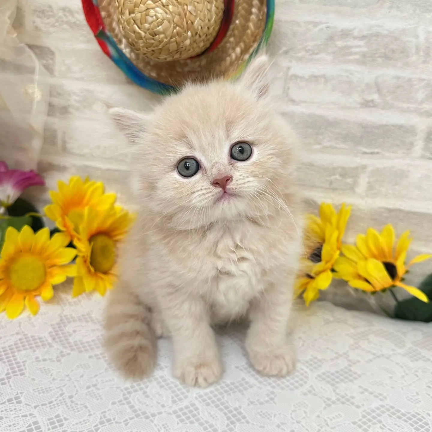 本日ご紹介のミヌエットちゃんです🐱❤️