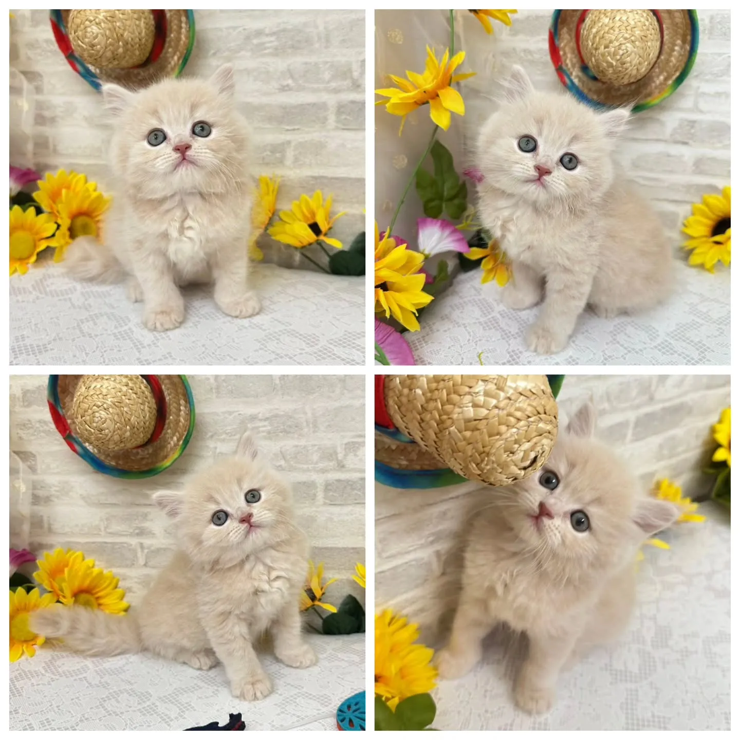 本日ご紹介のミヌエットちゃんです🐱❤️
