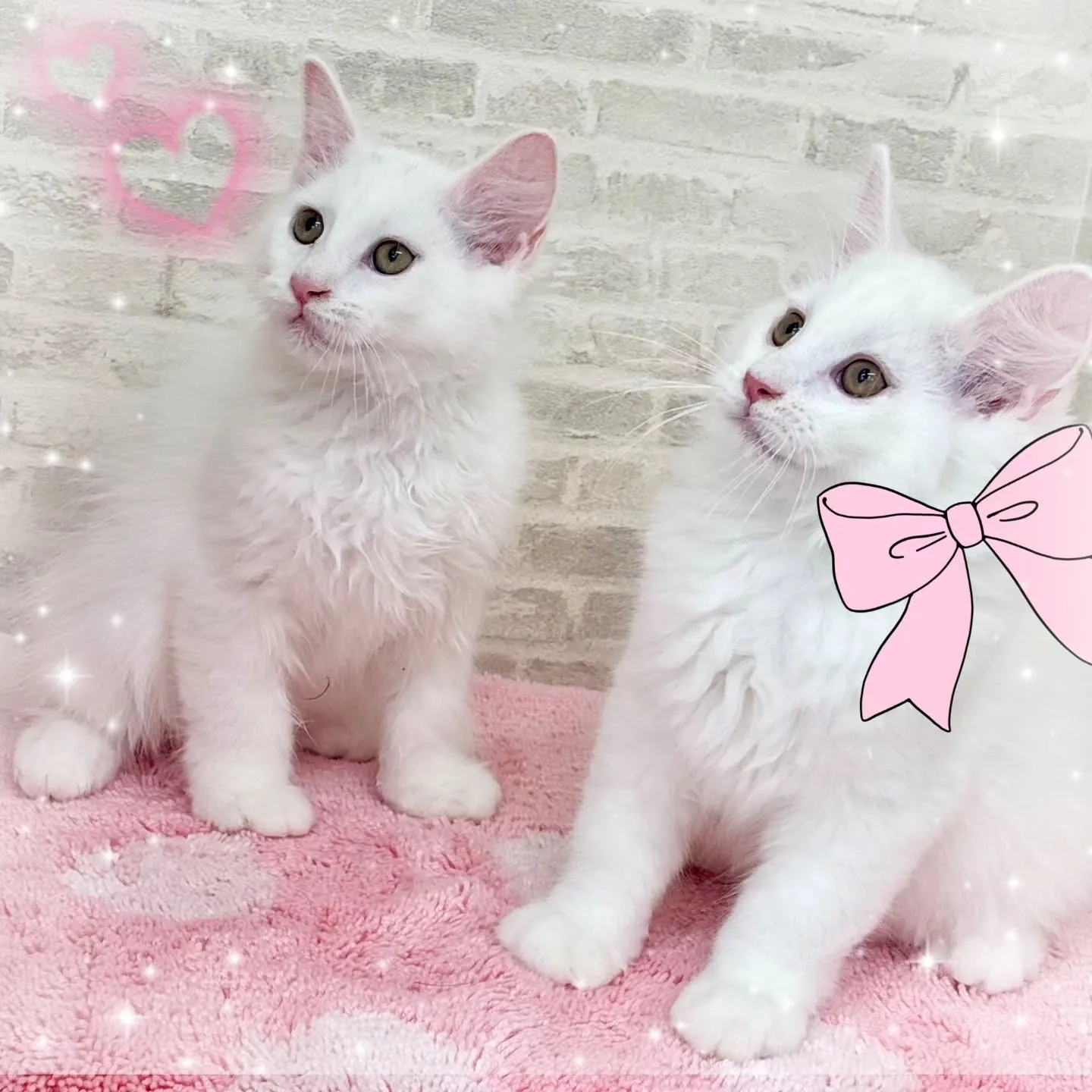 現在ご紹介中のサイベリアンボーイズです🐱❤️🐱