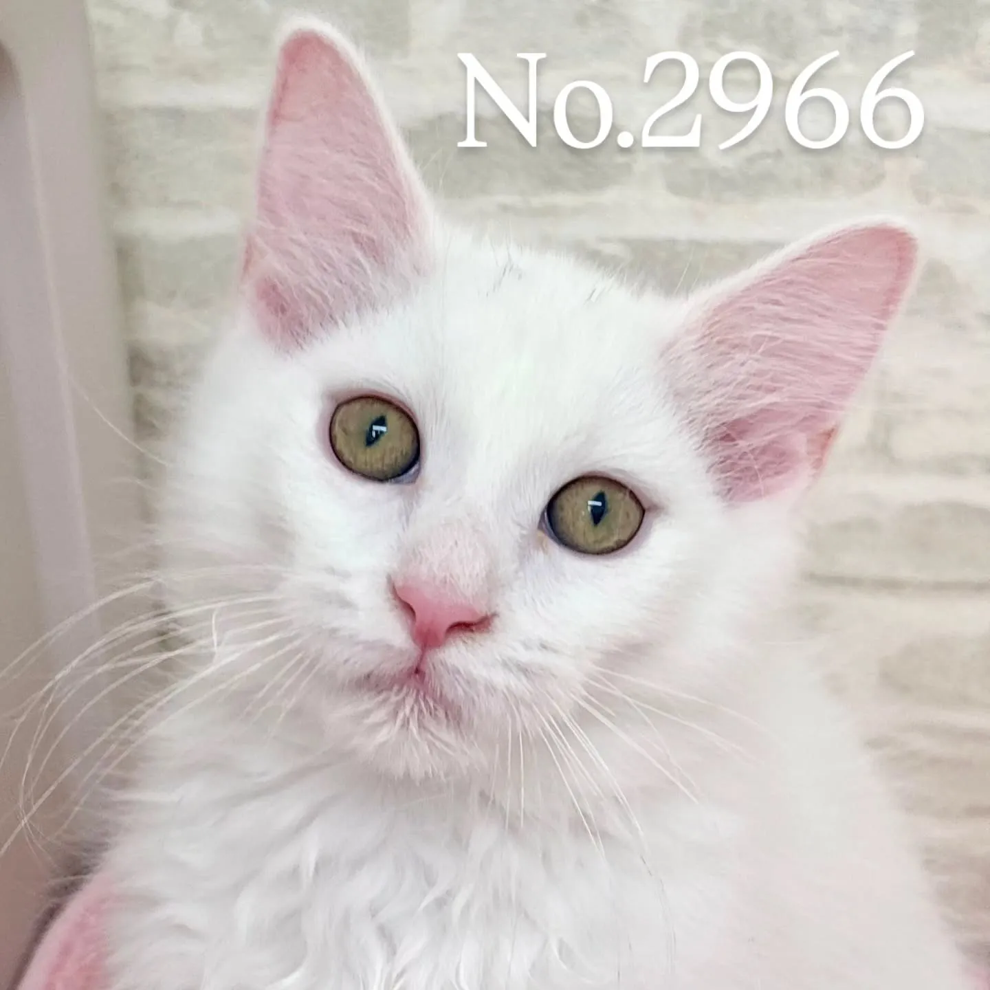 現在ご紹介中のサイベリアンボーイズです🐱❤️🐱