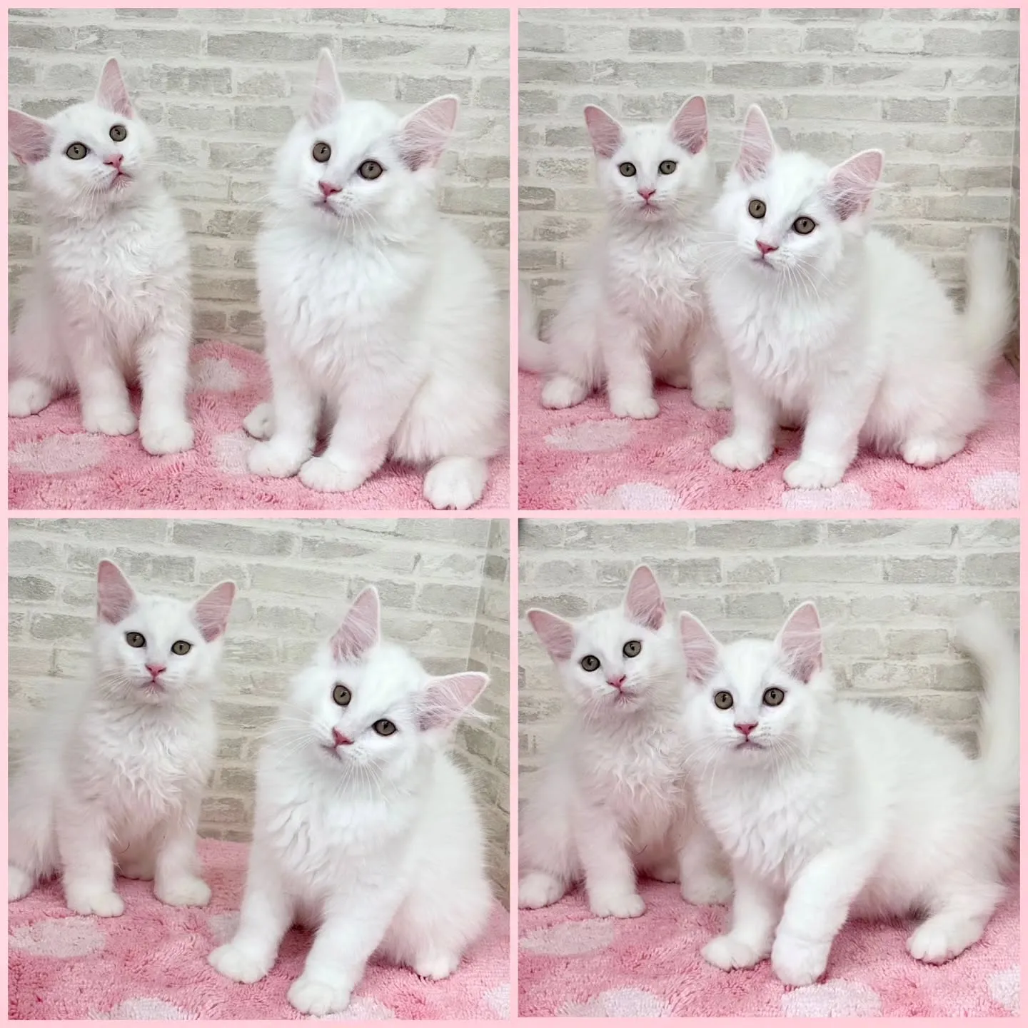 現在ご紹介中のサイベリアンボーイズです🐱❤️🐱