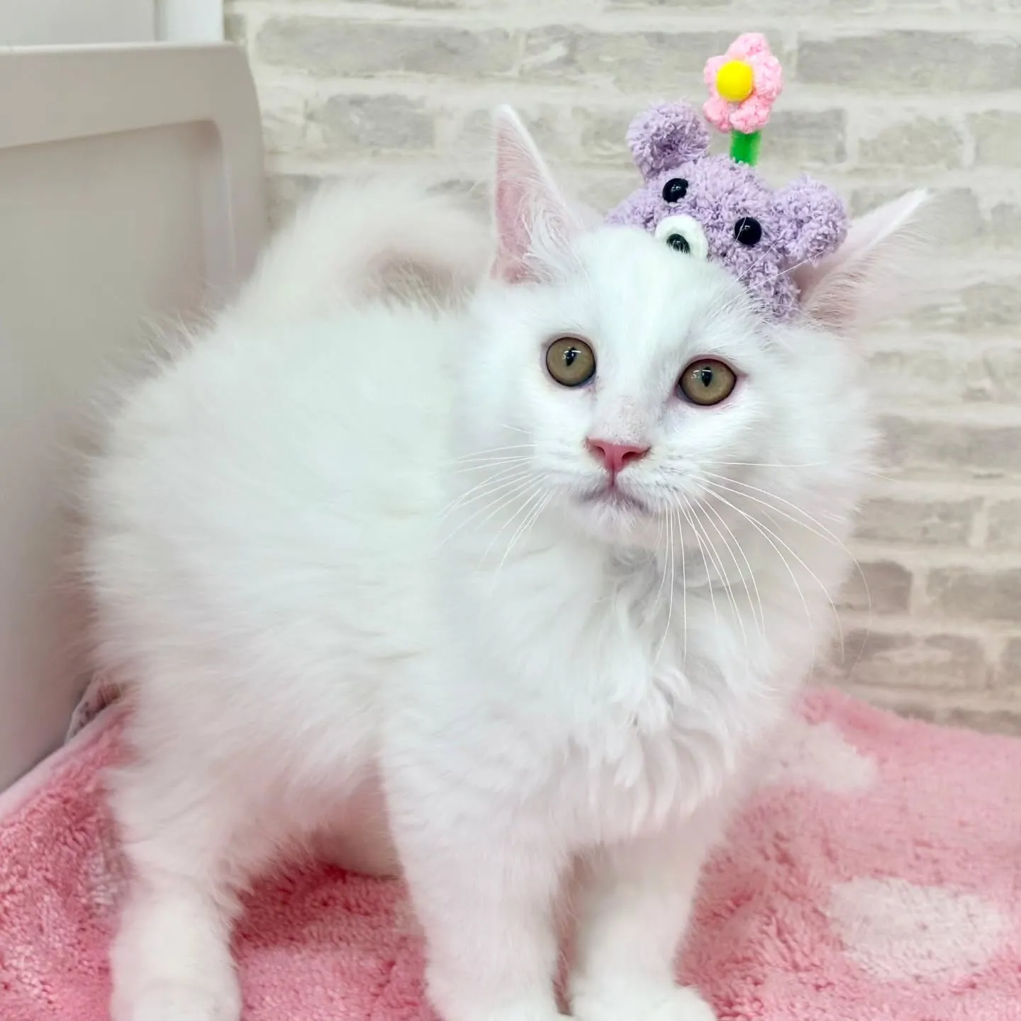 現在ご紹介中のサイベリアンボーイズです🐱❤️🐱