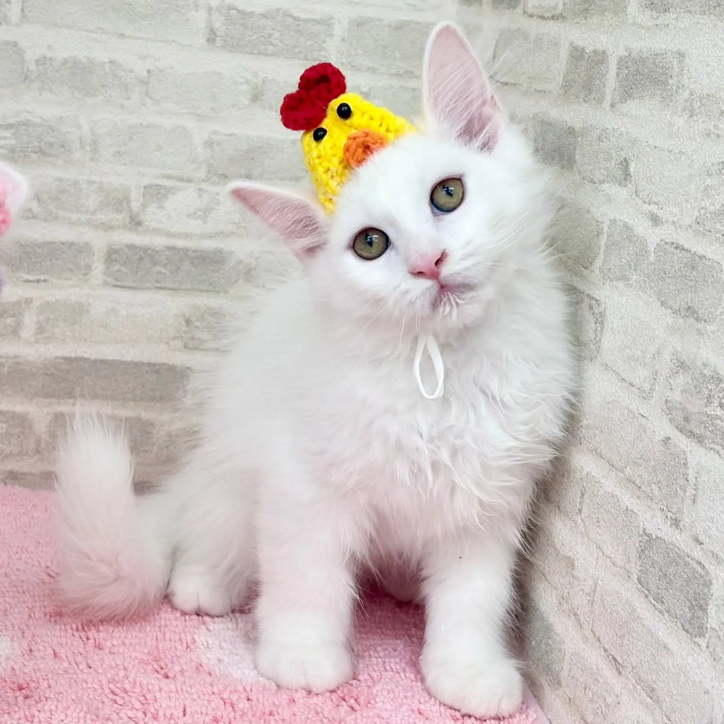 現在ご紹介中のサイベリアンボーイズです🐱❤️🐱