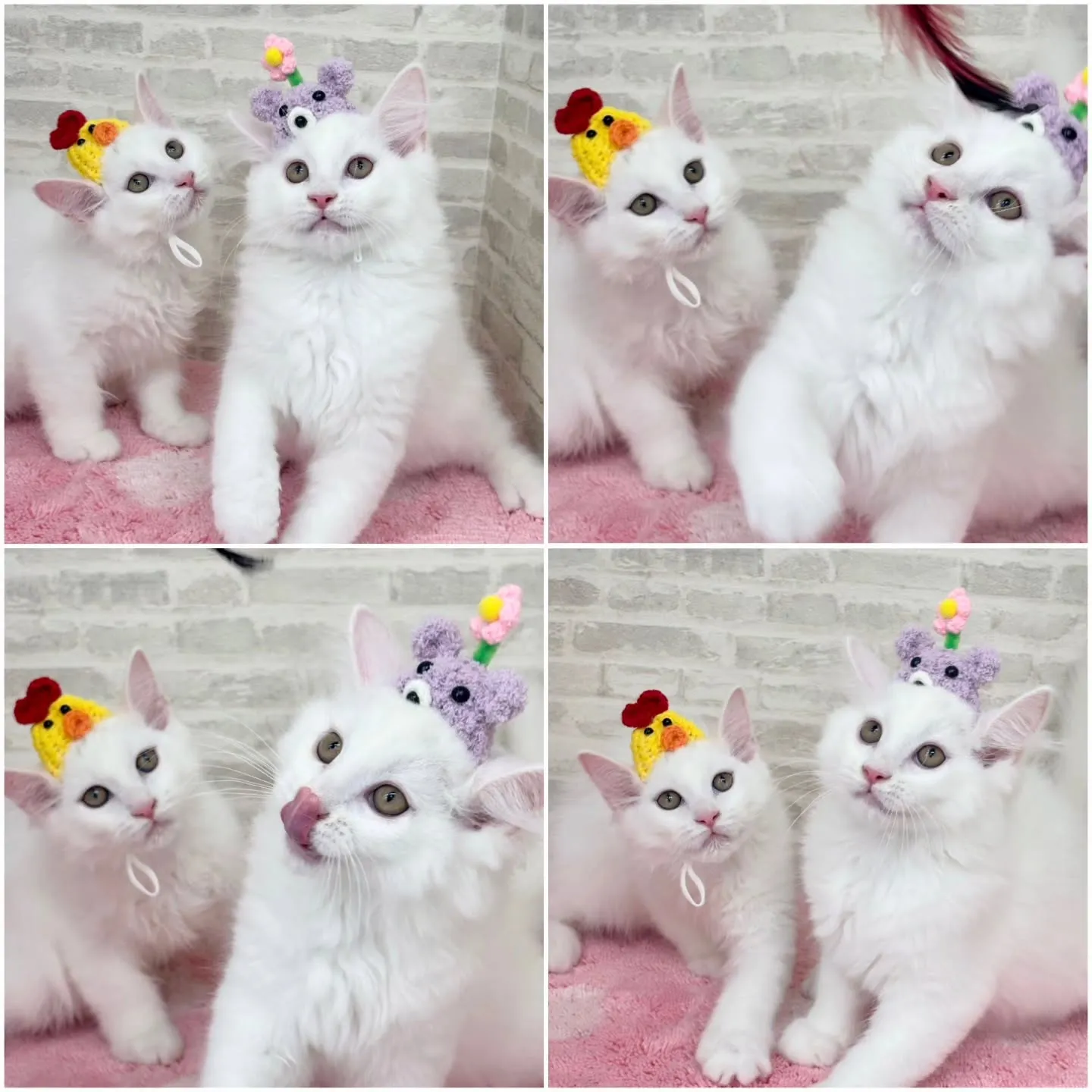 現在ご紹介中のサイベリアンボーイズです🐱❤️🐱