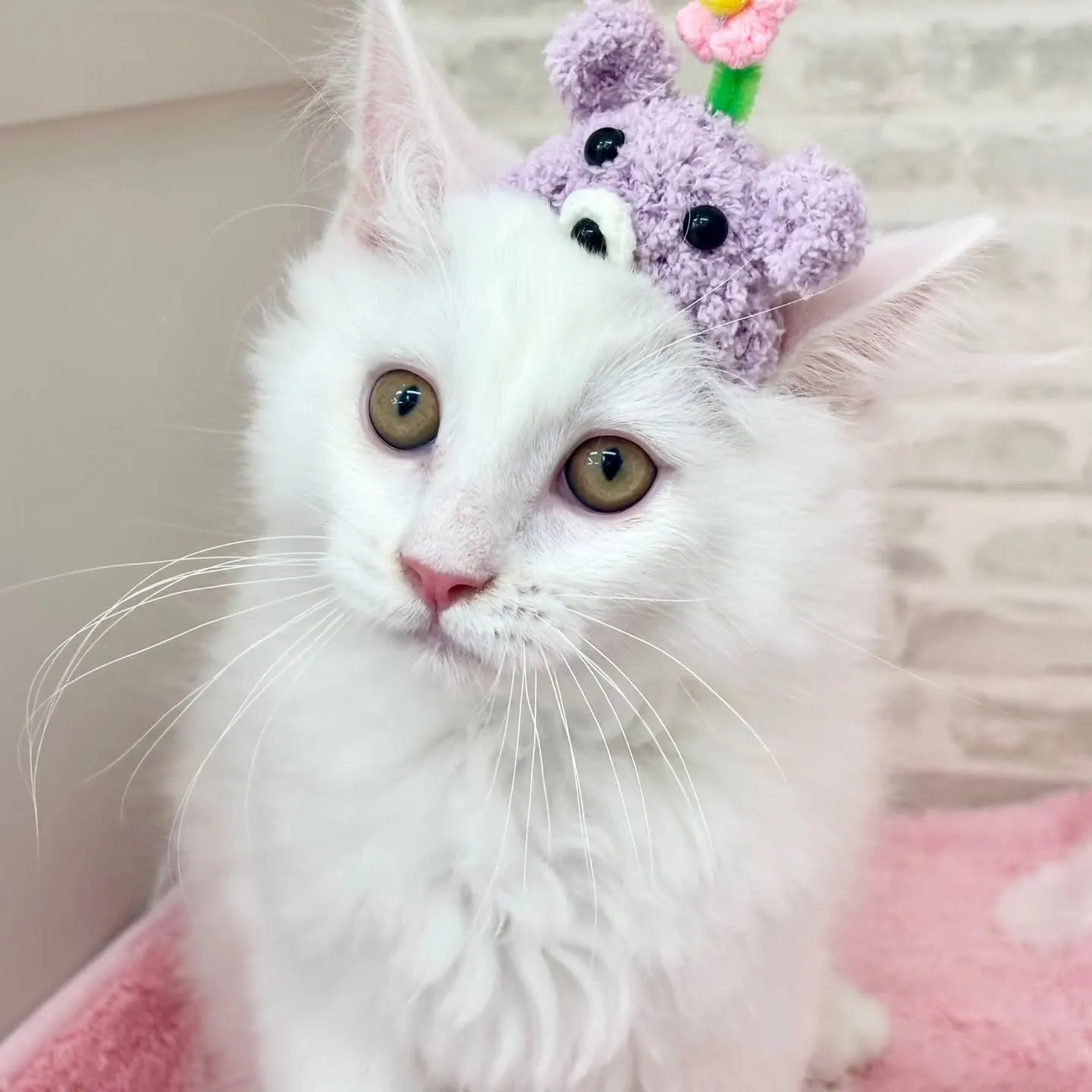 現在ご紹介中のサイベリアンボーイズです🐱❤️🐱