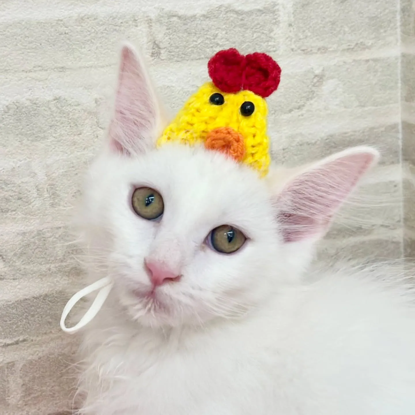 現在ご紹介中のサイベリアンボーイズです🐱❤️🐱