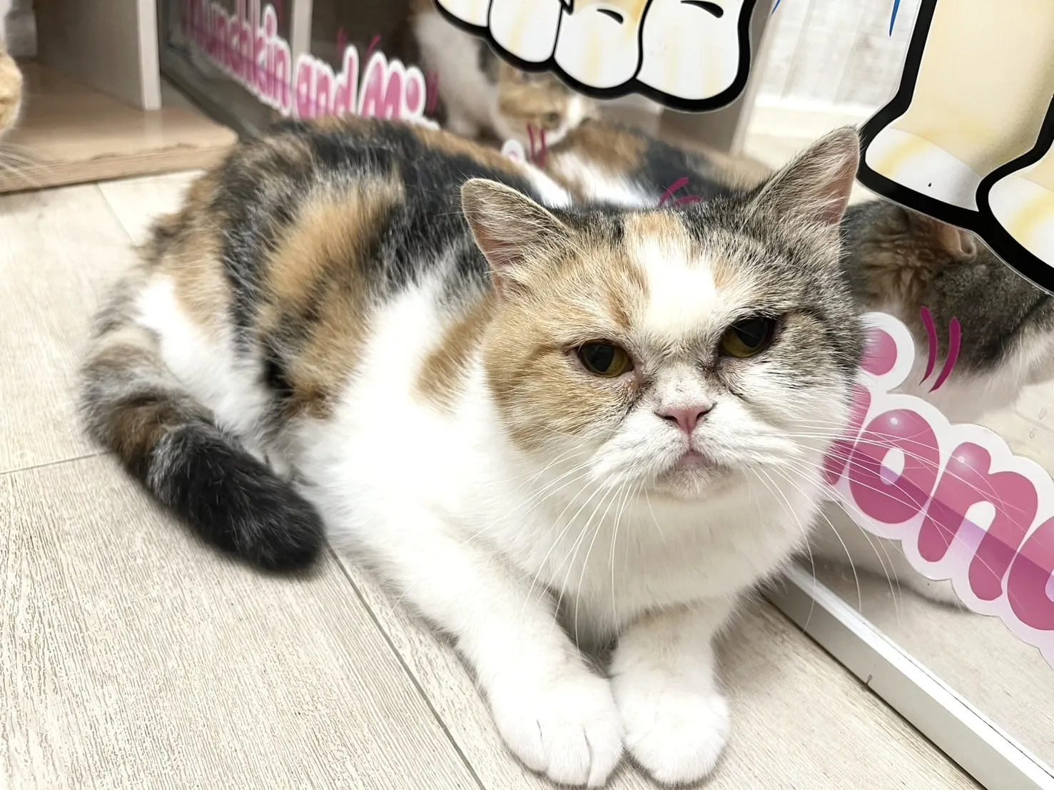 ★里親募集中★