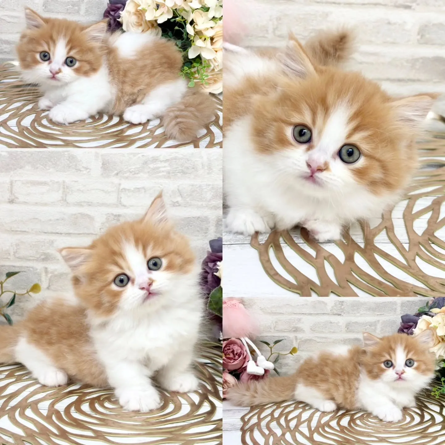 本日ご紹介のミヌエットちゃん❤️No.2987