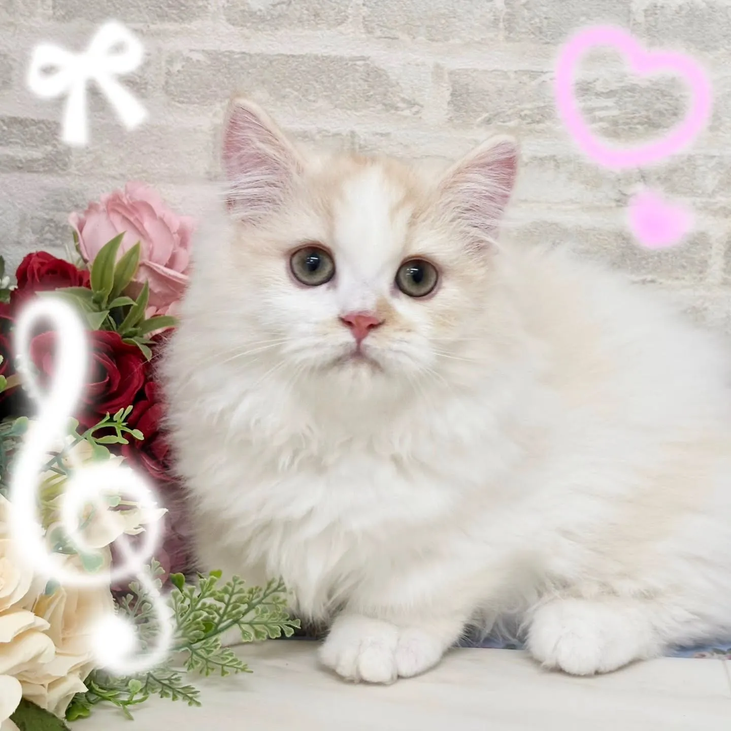 現在ご紹介中のミヌエットの男の子です✨🐱No.2956