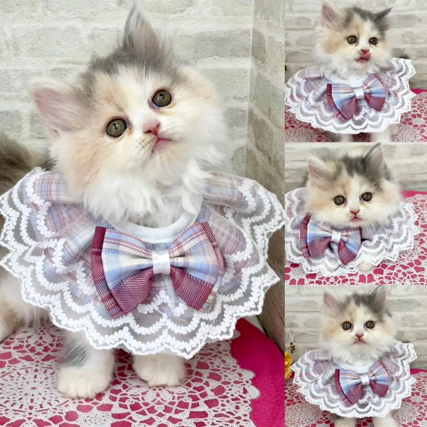 現在ご紹介中のミヌエットちゃん😹.•♬No.2983