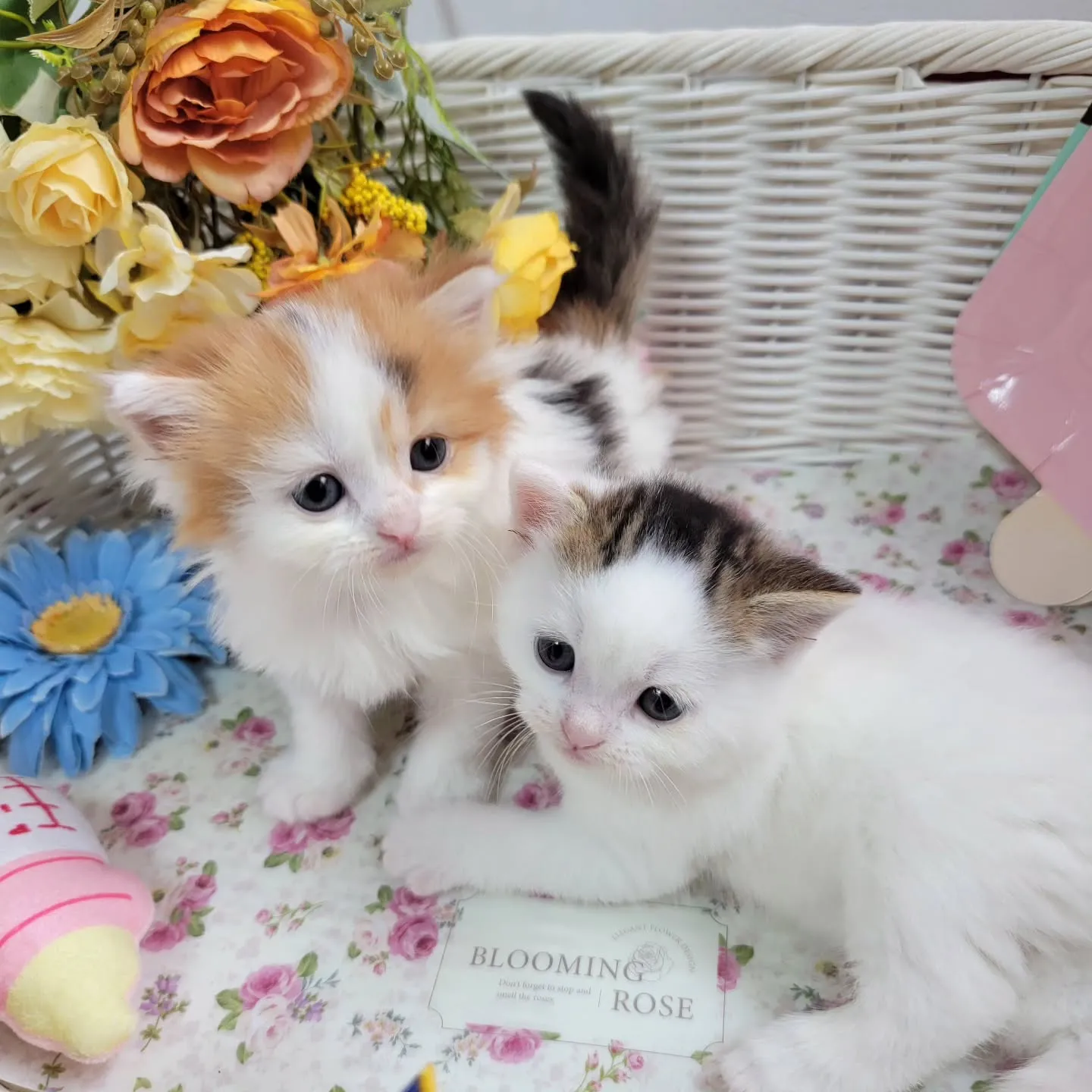 マンチカンBaby🍼可愛い子達生まれてます❤️