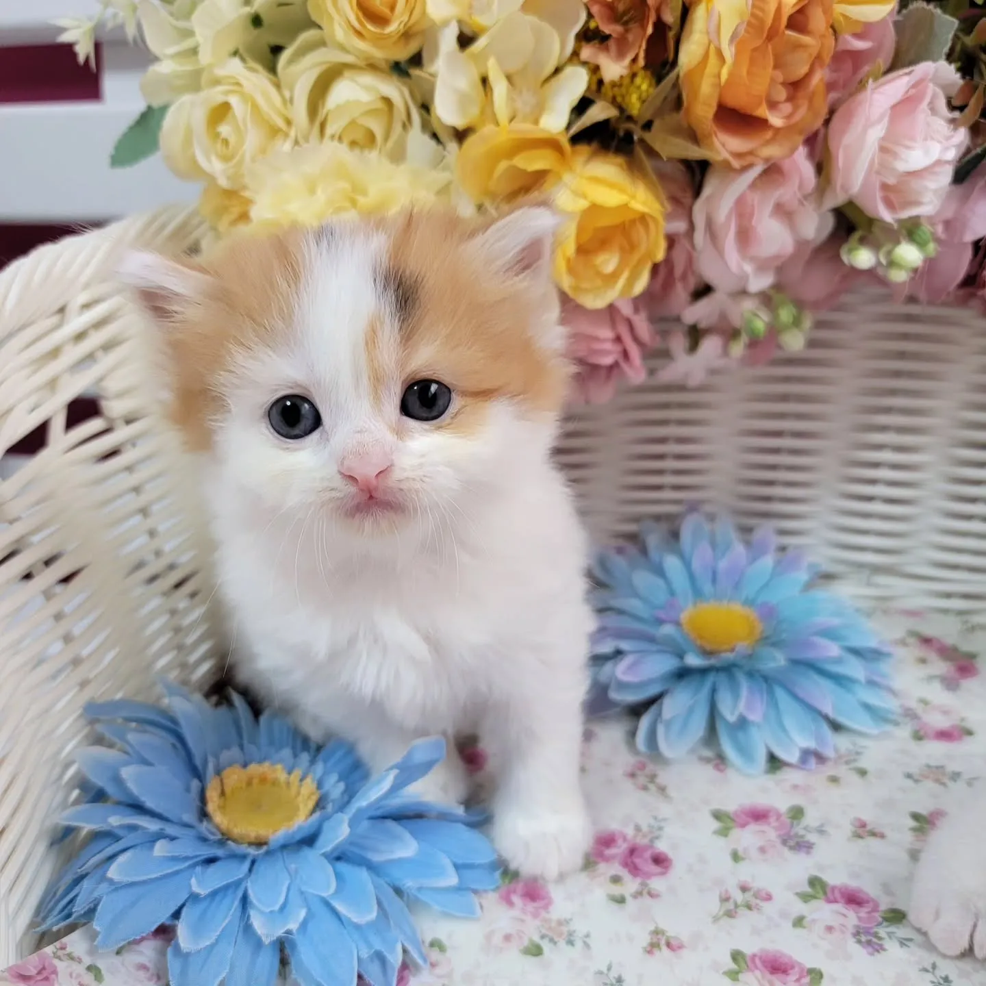 マンチカンBaby🍼可愛い子達生まれてます❤️
