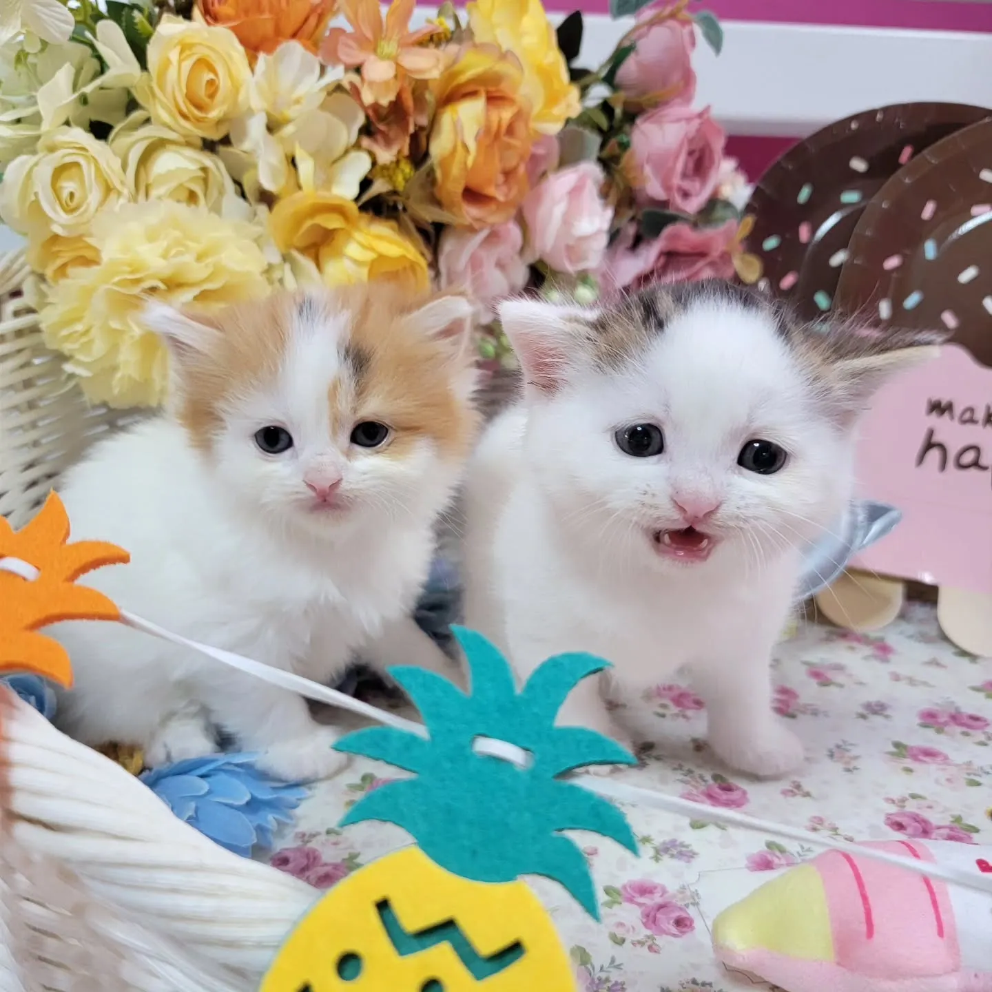 マンチカンBaby🍼可愛い子達生まれてます❤️