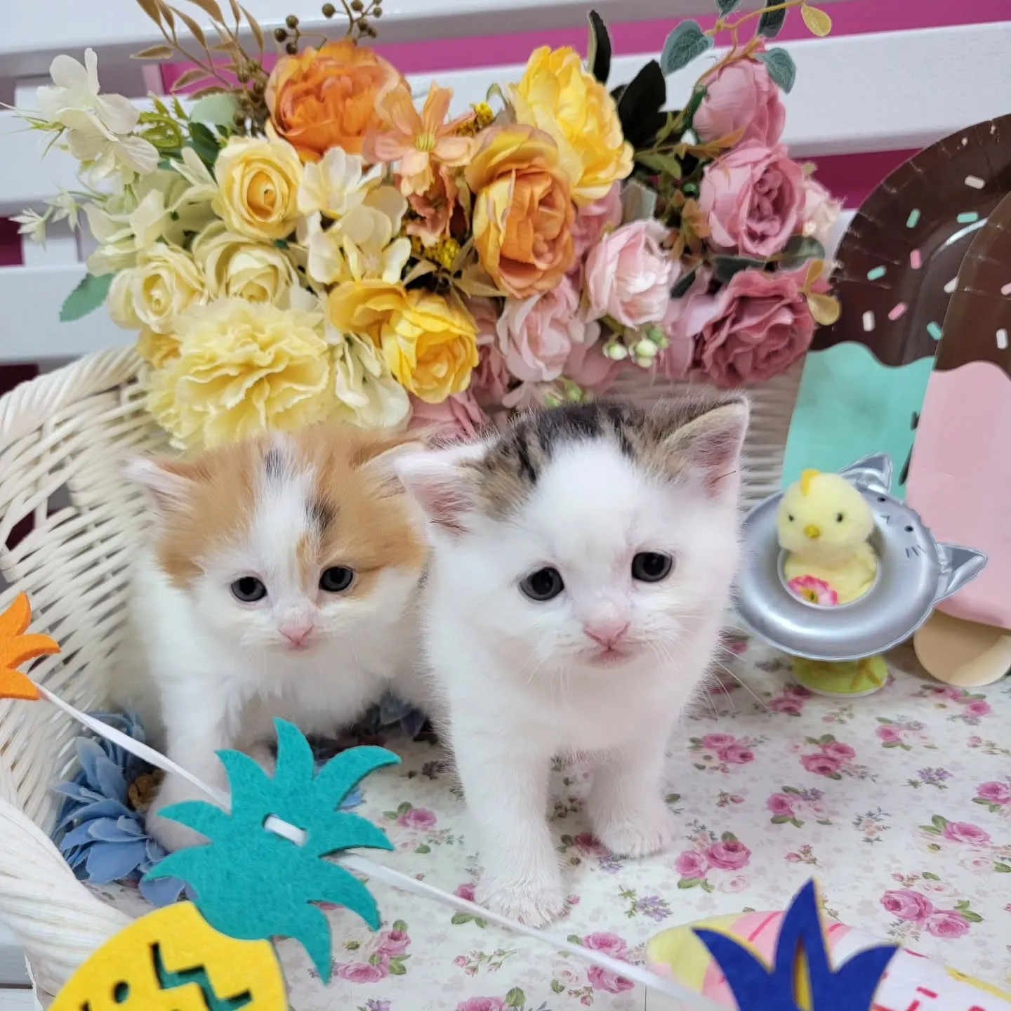 マンチカンBaby🍼可愛い子達生まれてます❤️