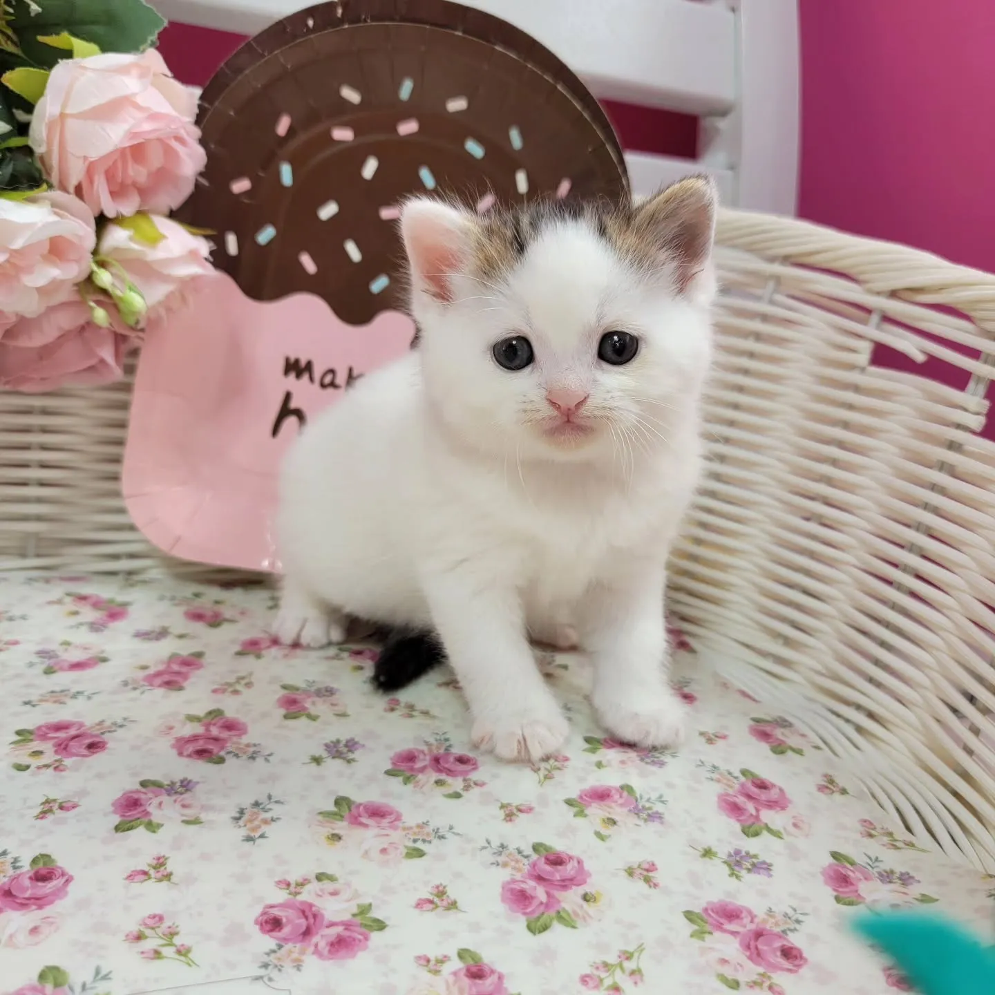 マンチカンBaby🍼可愛い子達生まれてます❤️