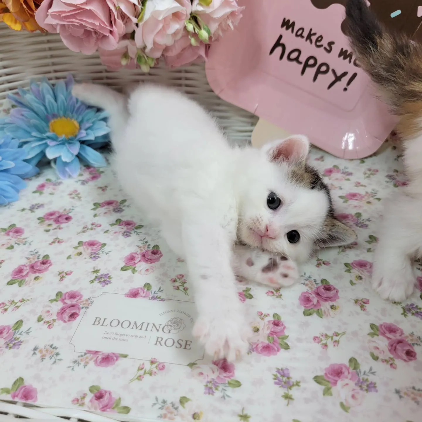 マンチカンBaby🍼可愛い子達生まれてます❤️