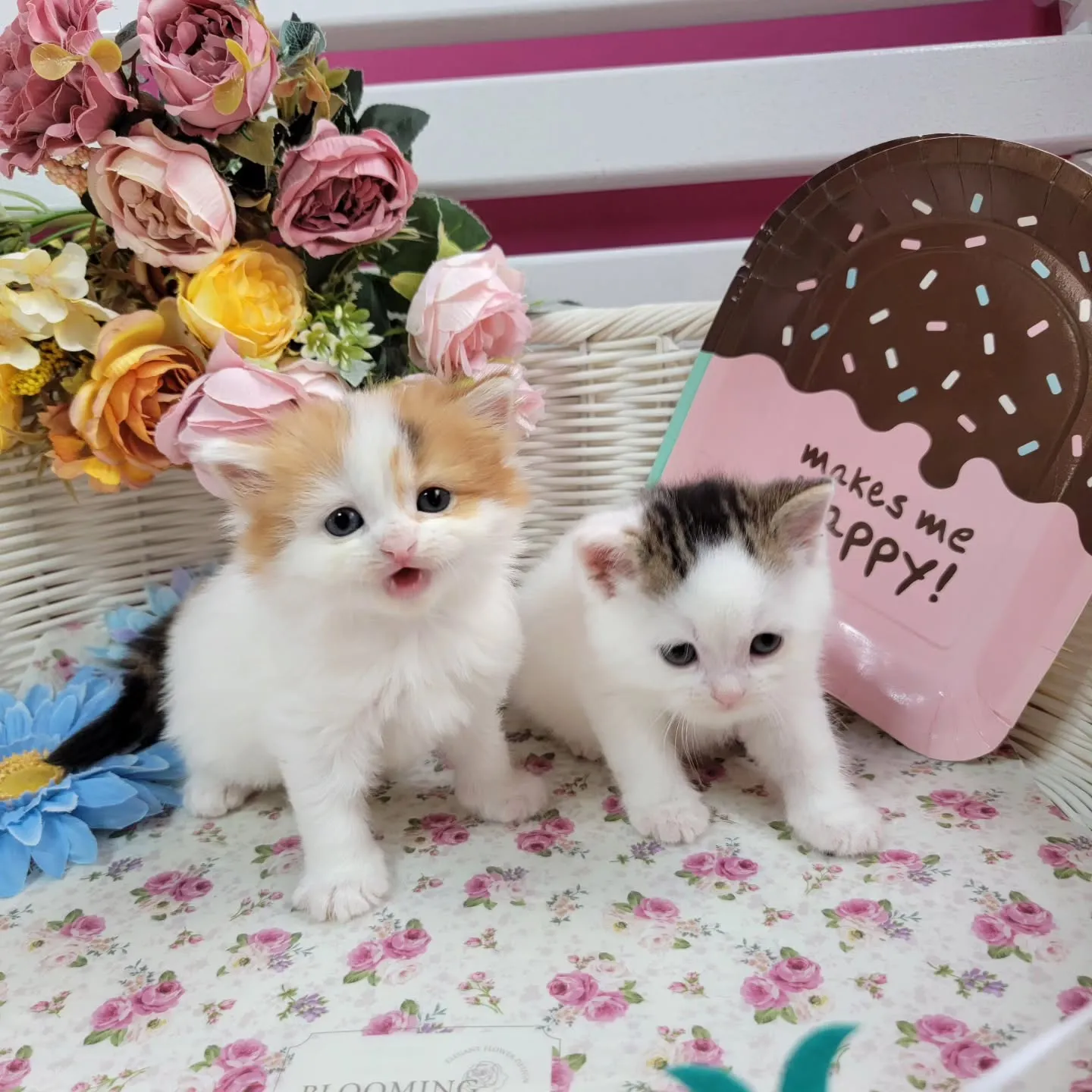 マンチカンBaby🍼可愛い子達生まれてます❤️