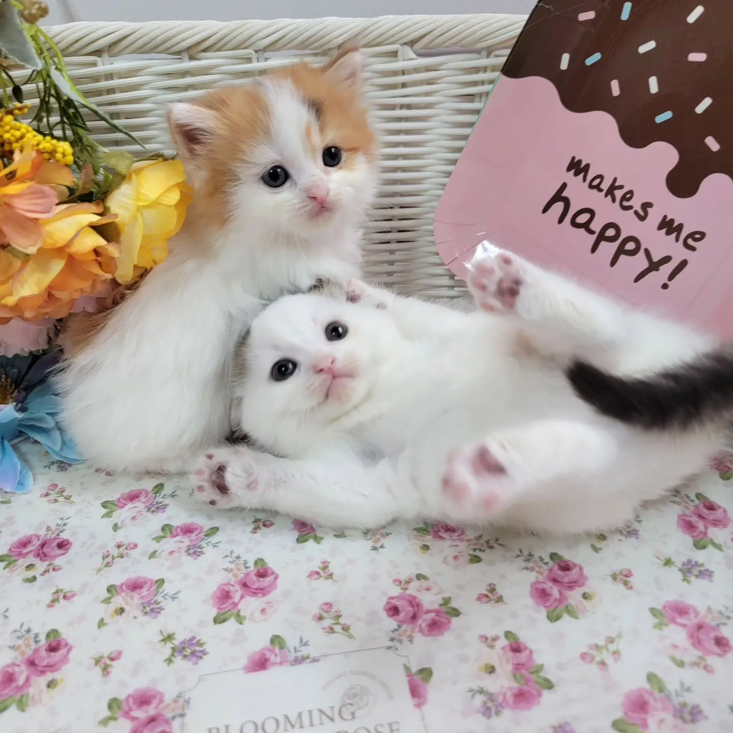 マンチカンBaby🍼可愛い子達生まれてます❤️