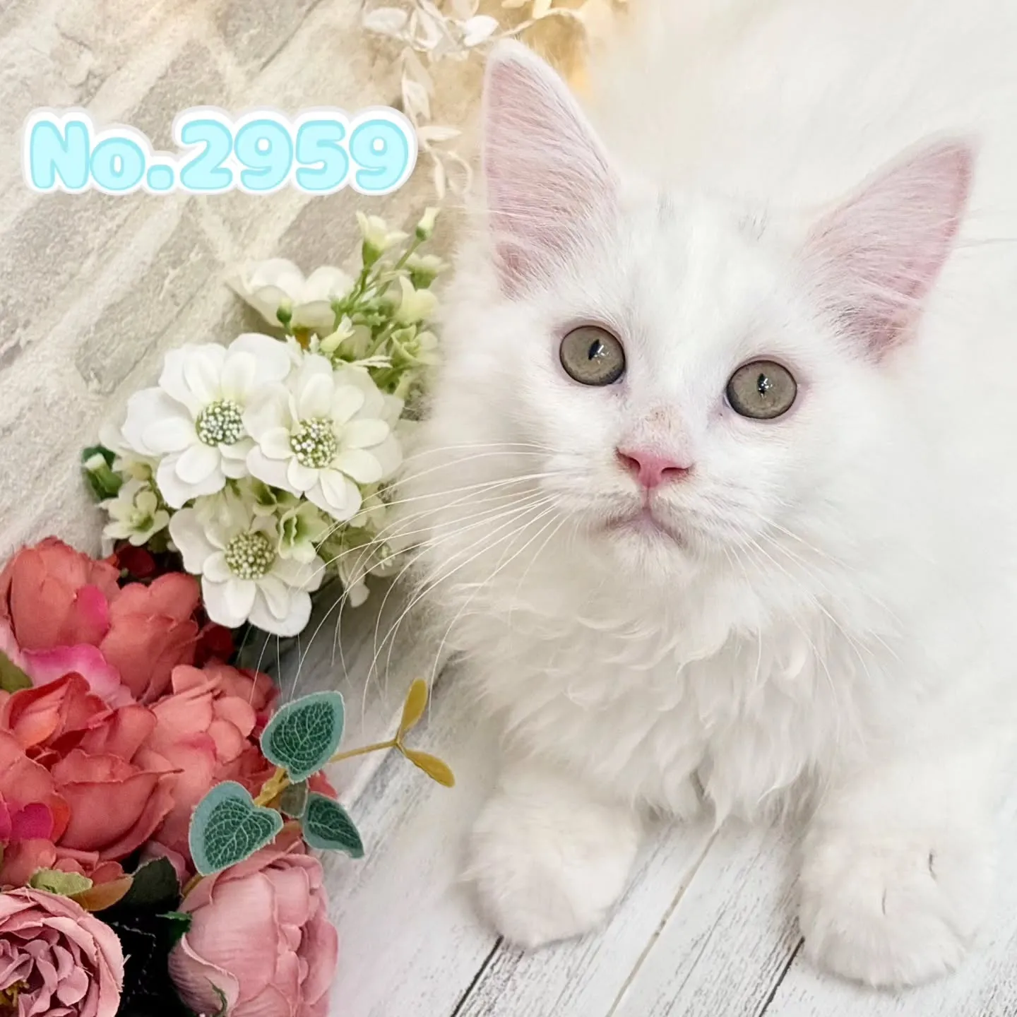 現在ご紹介中のサイベリアンボーイズ🌟