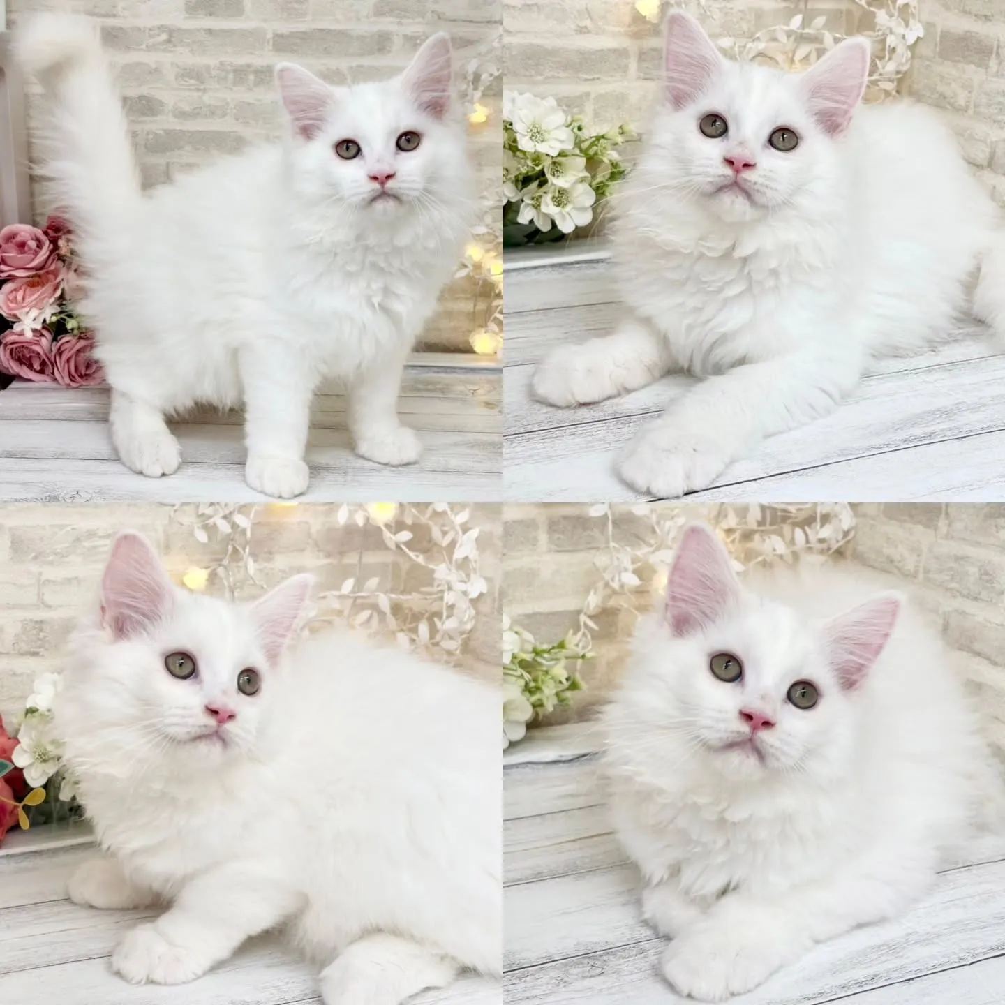 現在ご紹介中のサイベリアンボーイズ🌟
