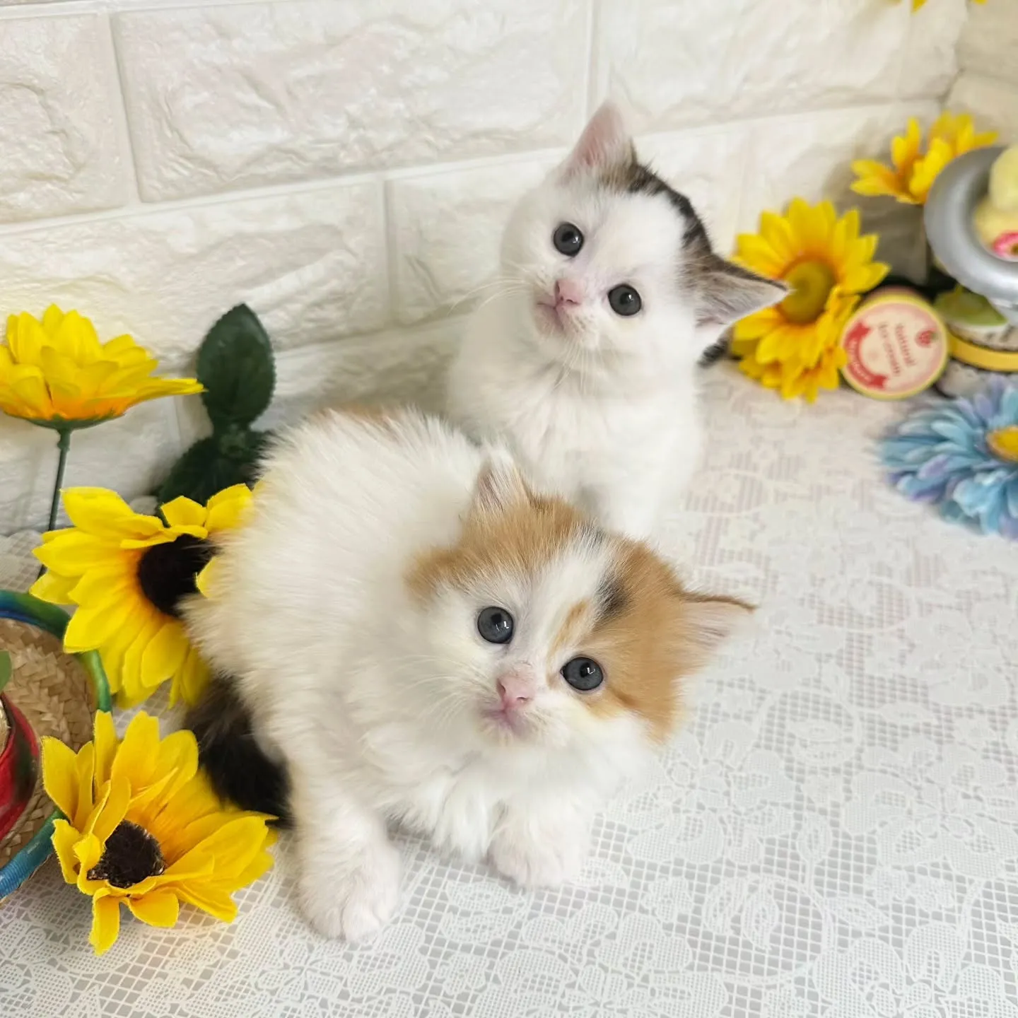 本日ご紹介のマンチカンちゃん達です🐱❤️