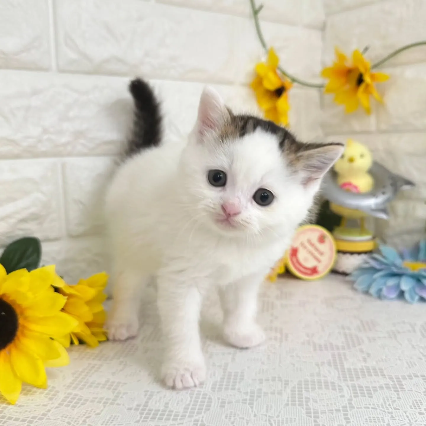 本日ご紹介のマンチカンちゃん達です🐱❤️