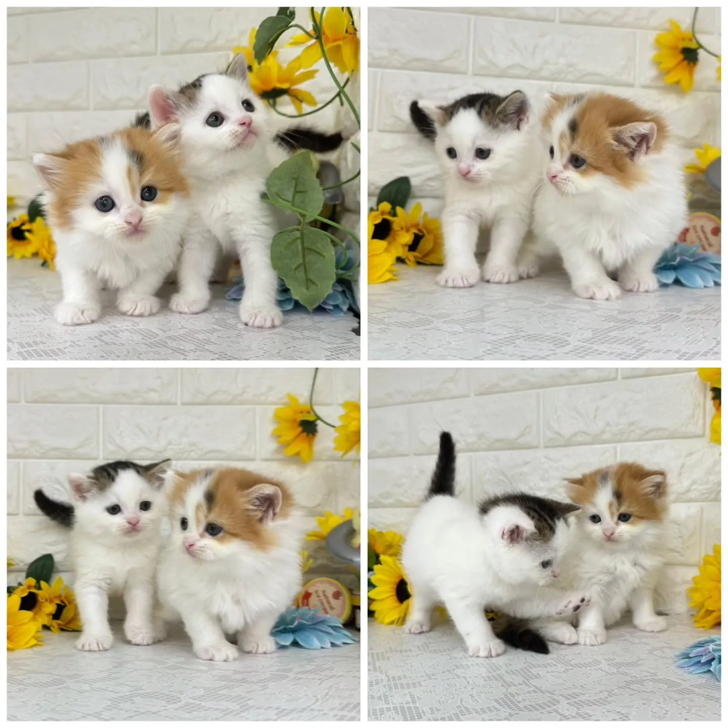 本日ご紹介のマンチカンちゃん達です🐱❤️
