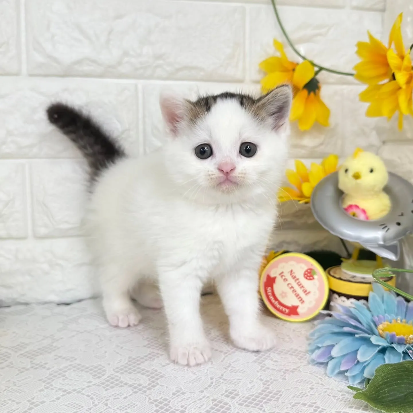 本日ご紹介のマンチカンちゃん達です🐱❤️