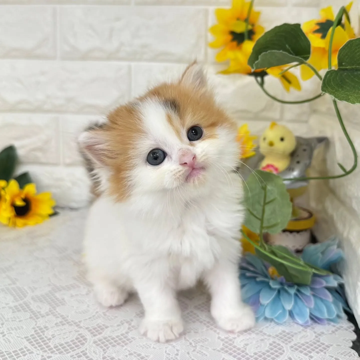 本日ご紹介のマンチカンちゃん達です🐱❤️