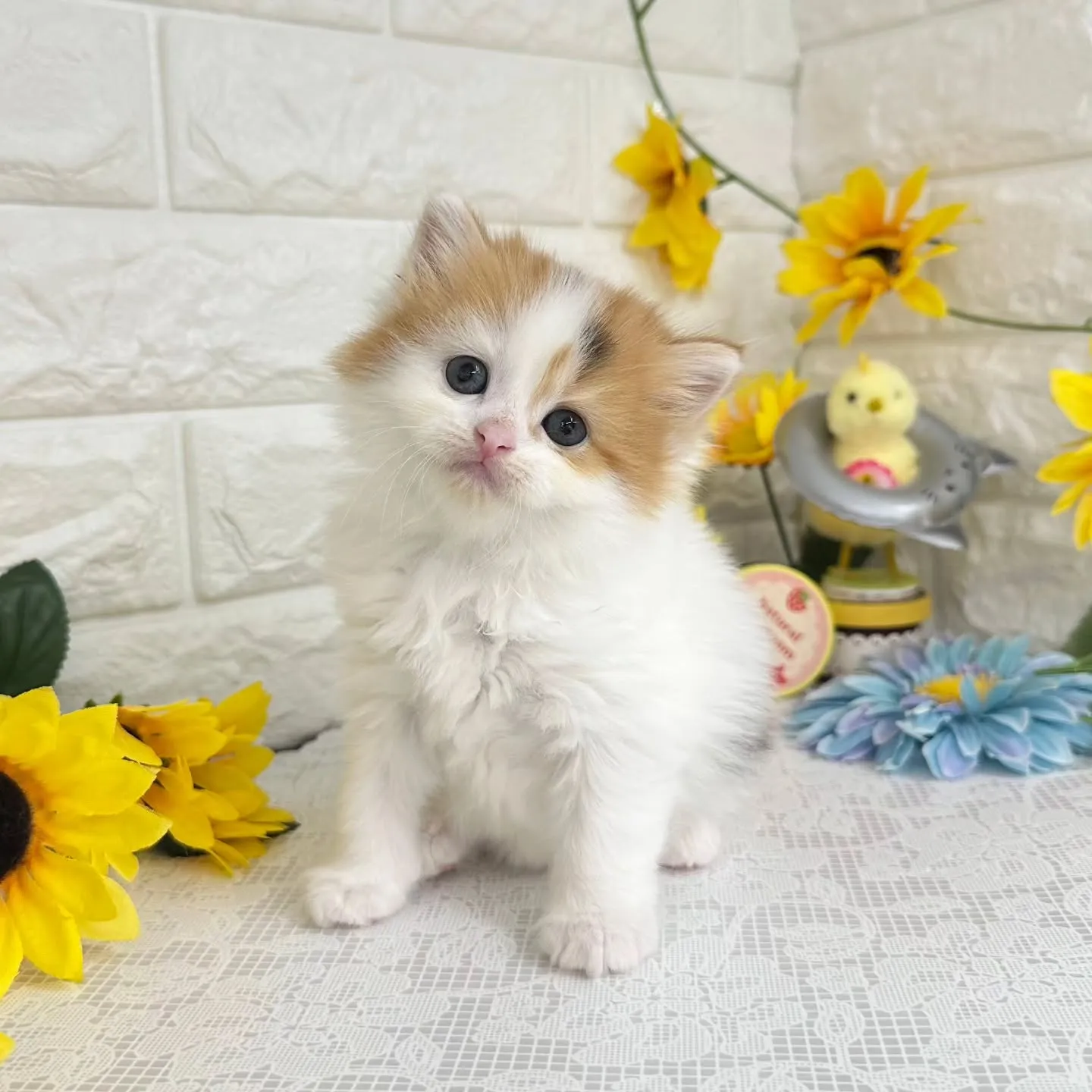 本日ご紹介のマンチカンちゃん達です🐱❤️