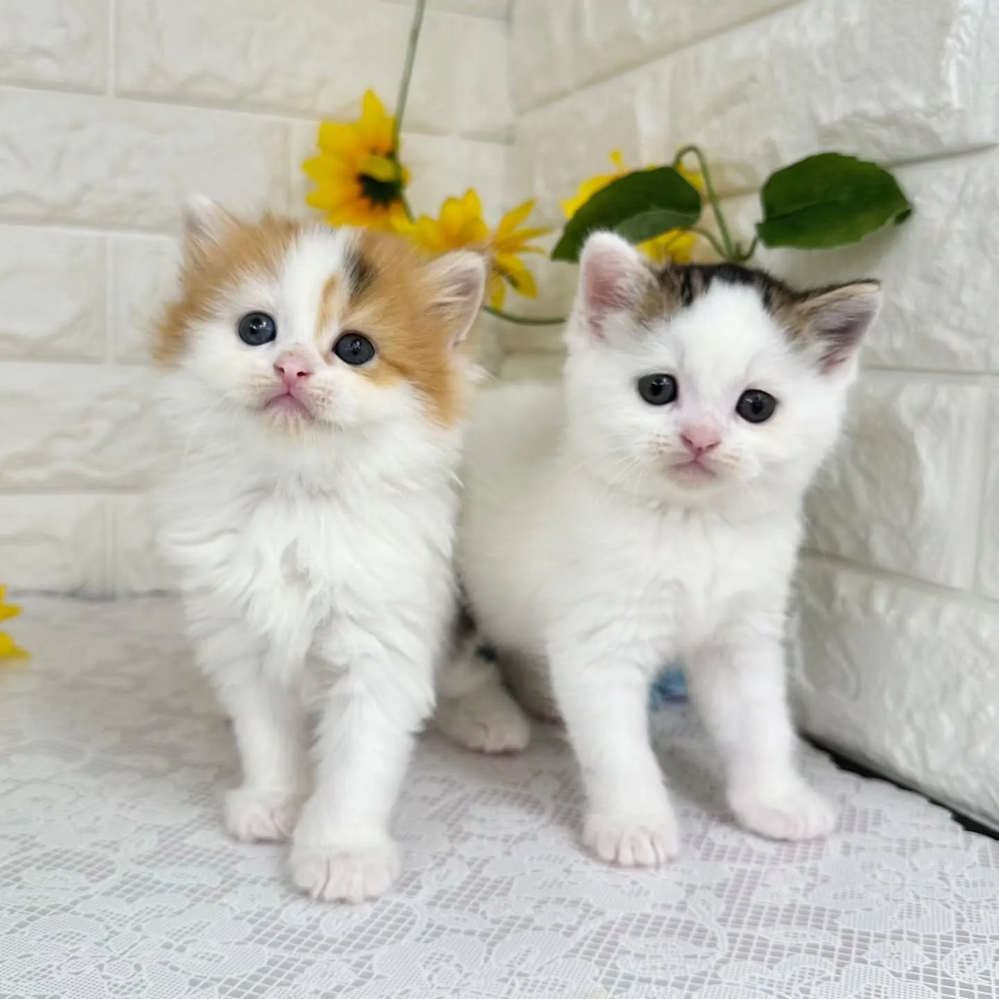 本日ご紹介のマンチカンちゃん達です🐱❤️